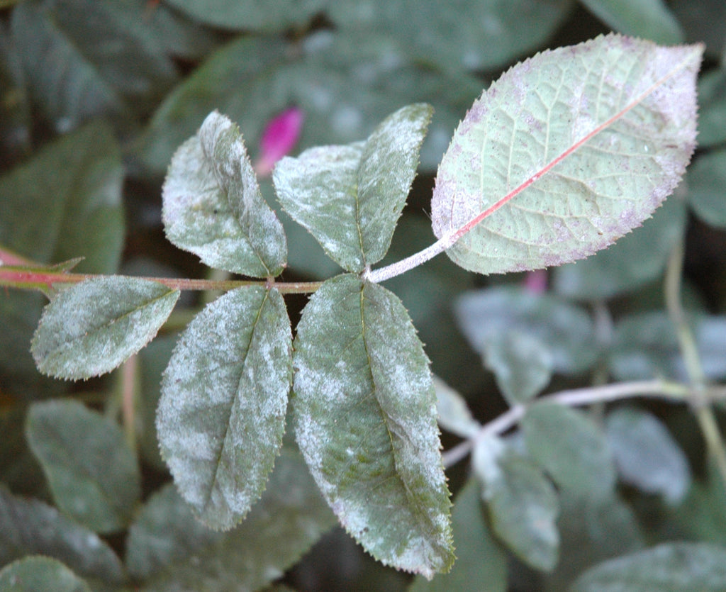 Demystifying Plant Diseases – Happy Valley Plants