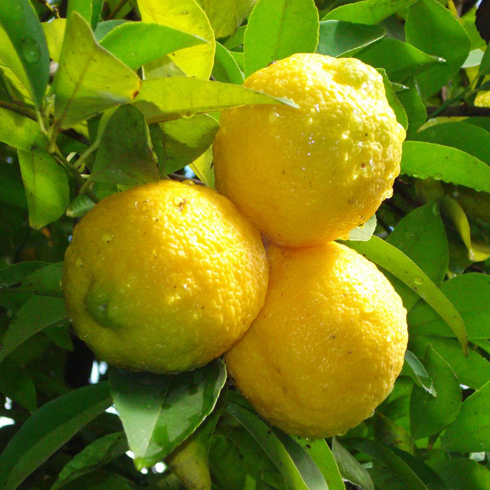 Bright and Juicy lemons growing on a thriving citrus tree in a garden.