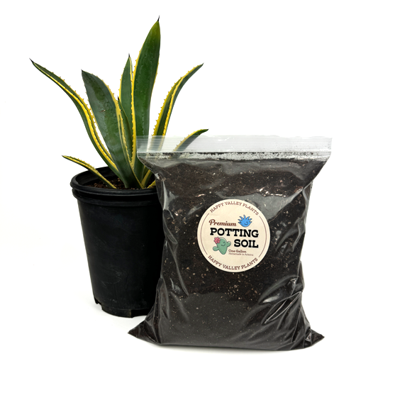 Premium Agave & Cacti Mix