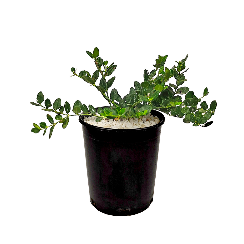 Carissa macrocarpa 'Green Carpet' Happy Valley Plants