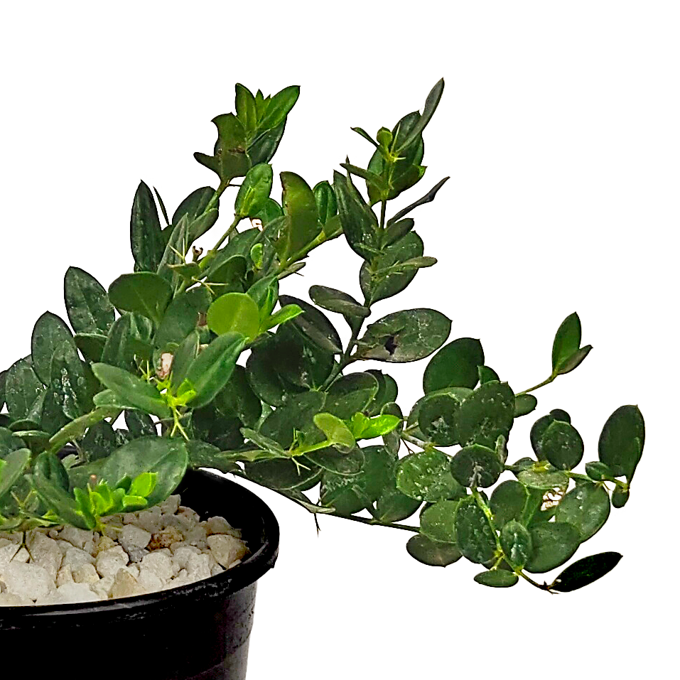 Carissa macrocarpa 'Green Carpet' Happy Valley Plants