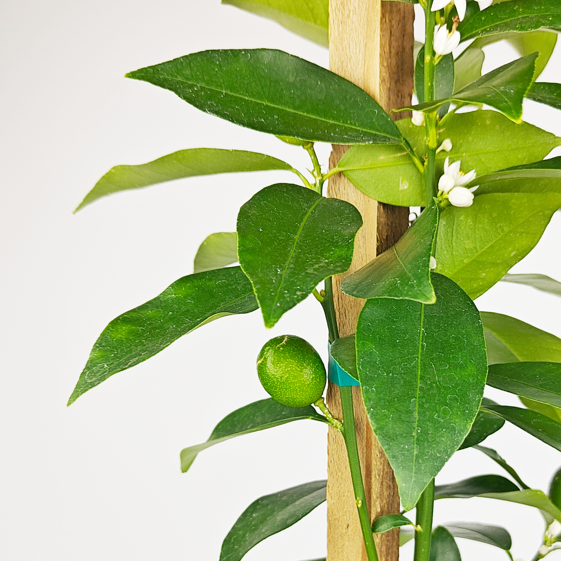 Lisbon Lemon Tree (8AL) – Happy Valley Plants