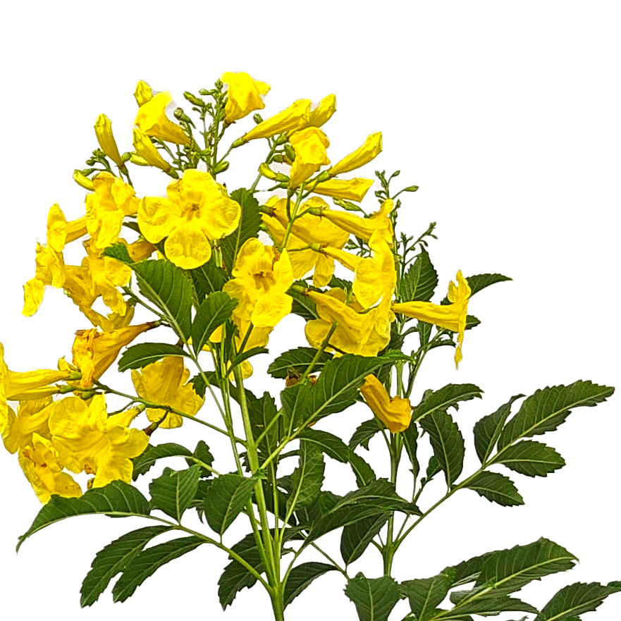 Tecoma stans - Yellow Bells – Happy Valley Plants