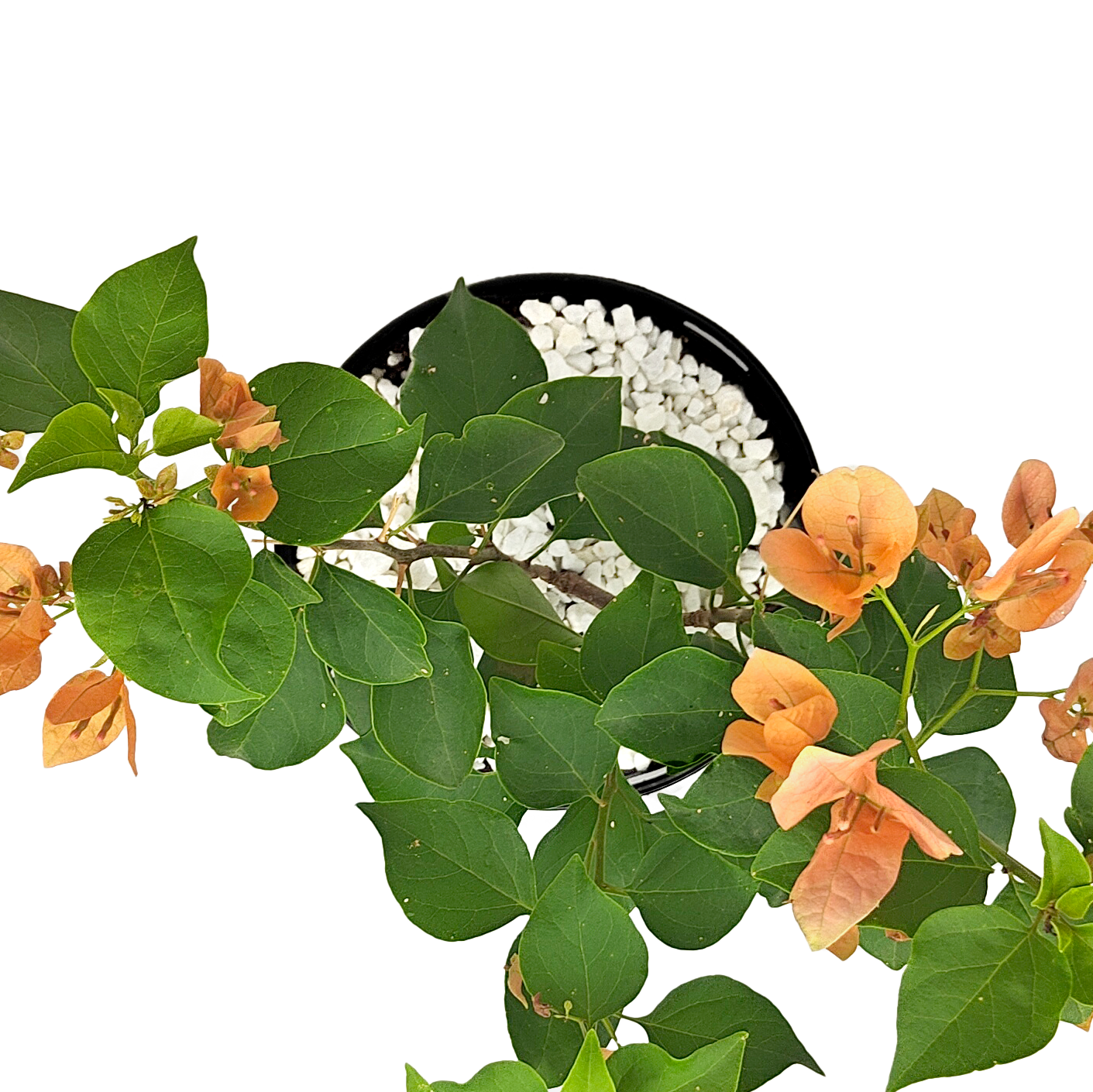 Bougainvillea – Happy Valley Plants