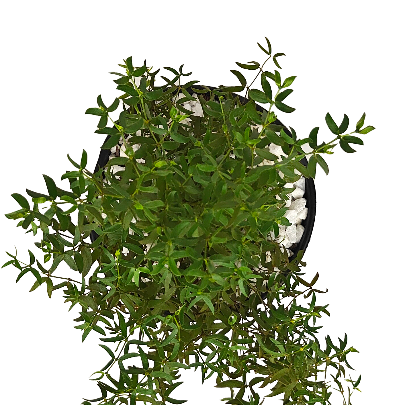 Larrea tridentata
