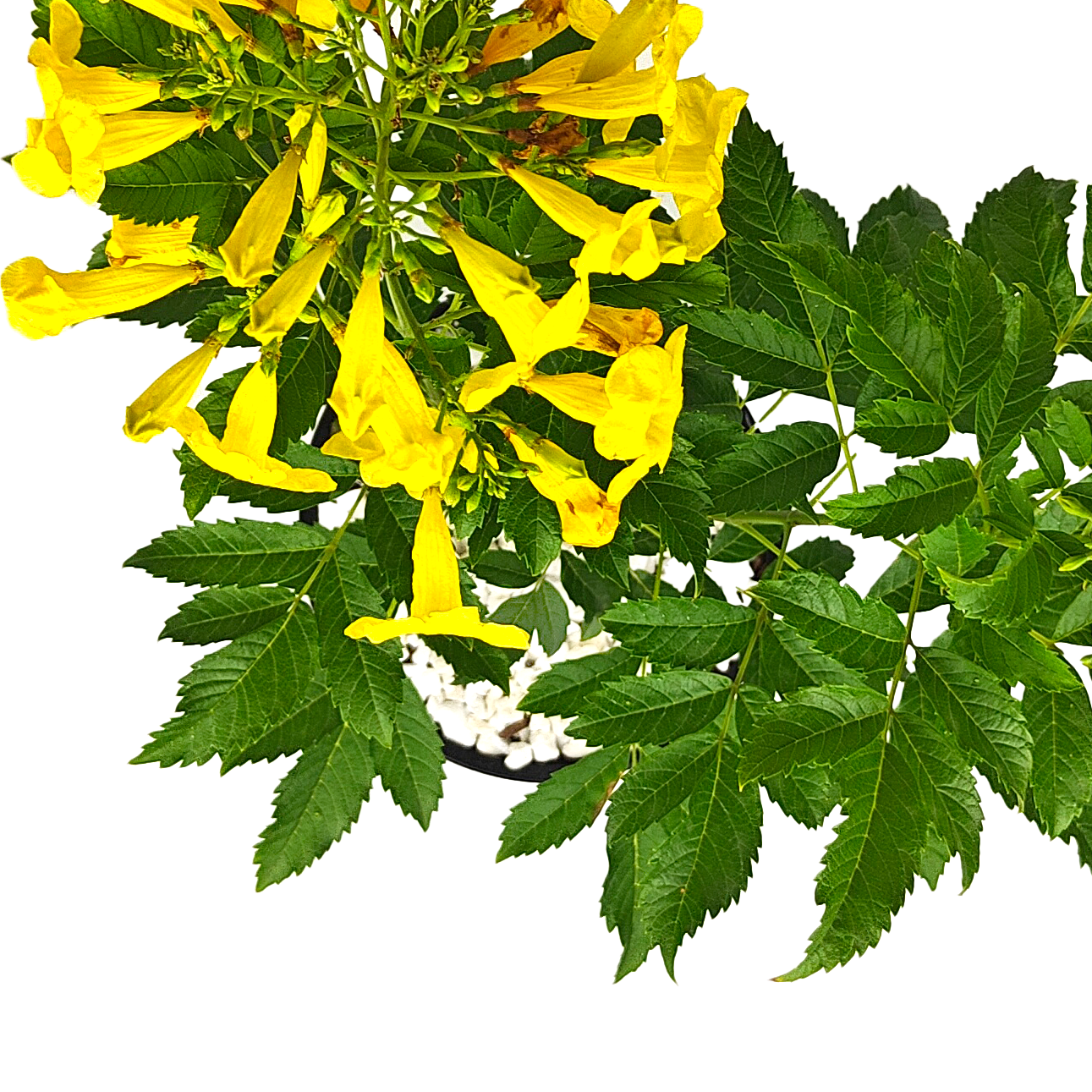 Tecoma stans - Yellow Bells – Happy Valley Plants