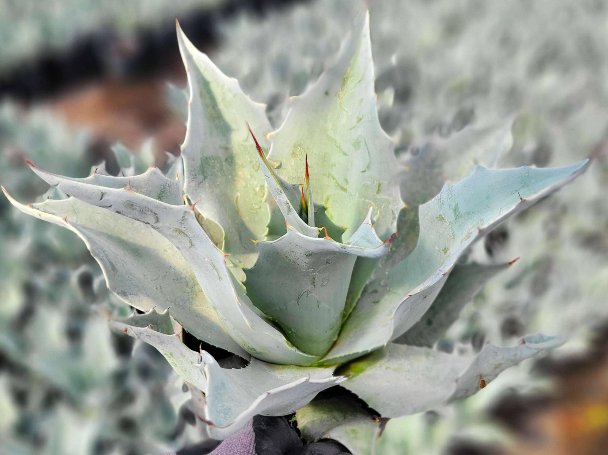 Agave Collection – Happy Valley Plants