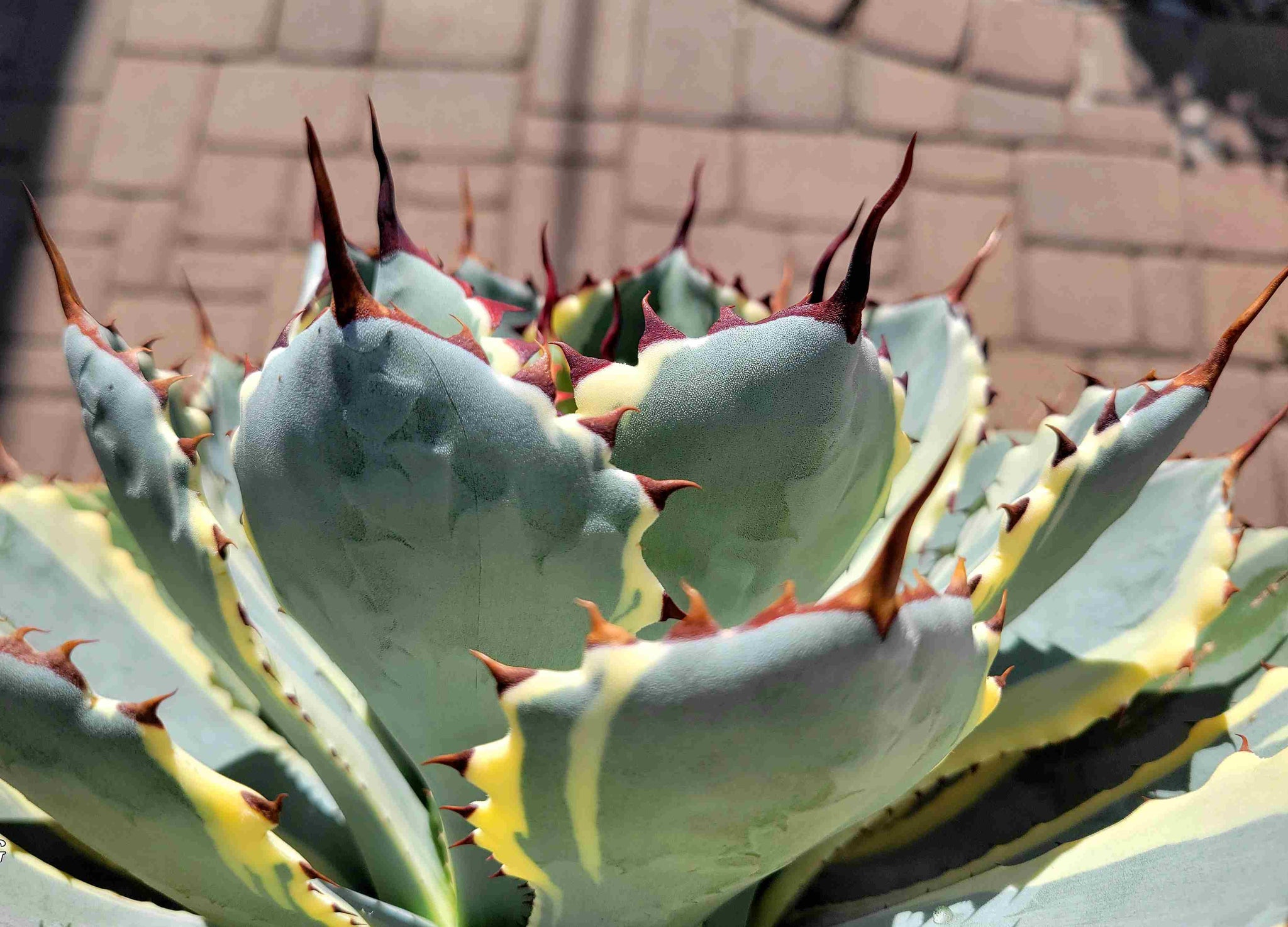 Agave x 'Kissho Kan' - Lucky Crown, Dwarf variegated butterfly