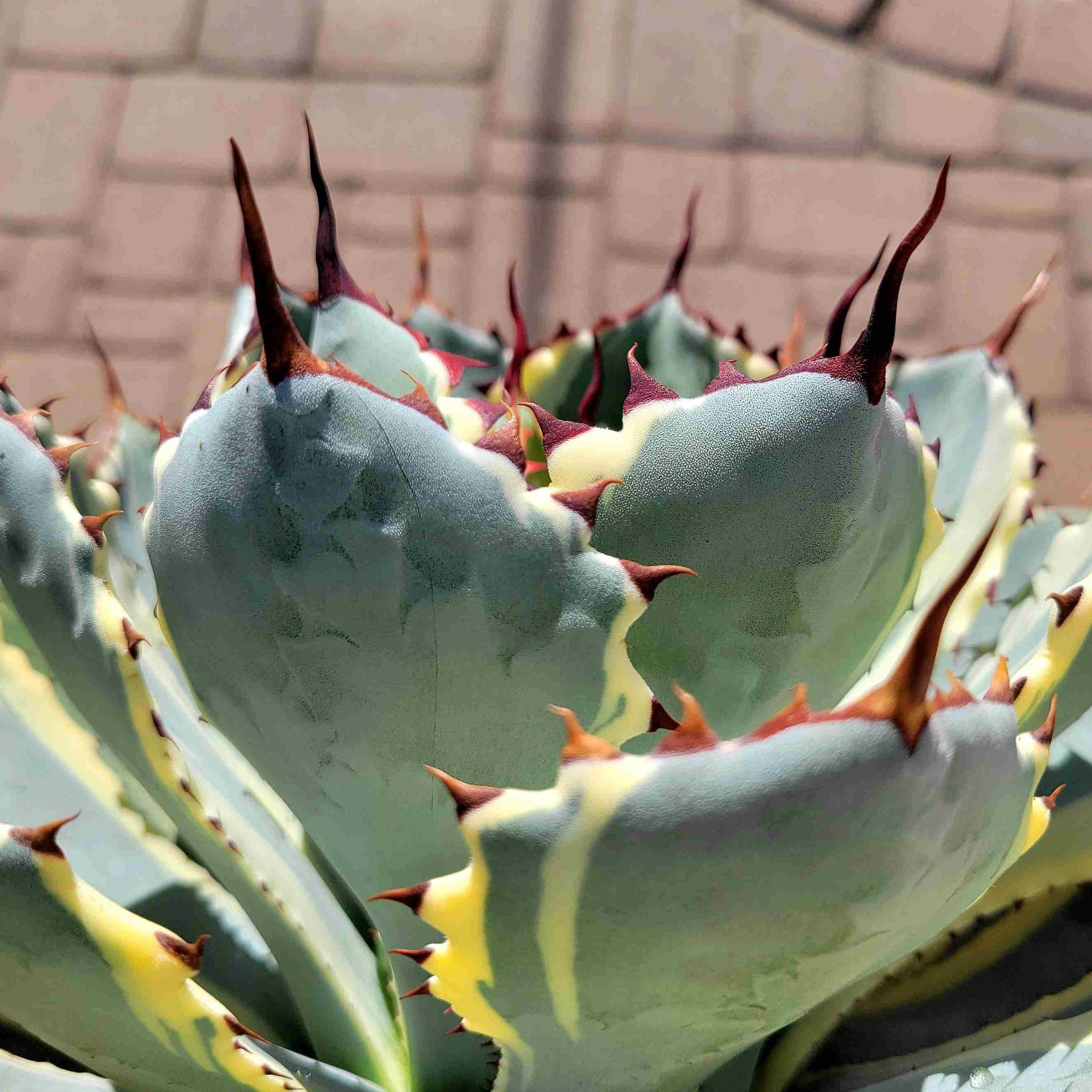 Agave Potatorum Or Butterfly Agave Lucky Crown Century Plant In The Garden Of Gm2181045061 600112756 Agave Potatorum Or Butterfly Agave Lucky Crown Century Plant In The Garden Of Gm2181045061 600112756