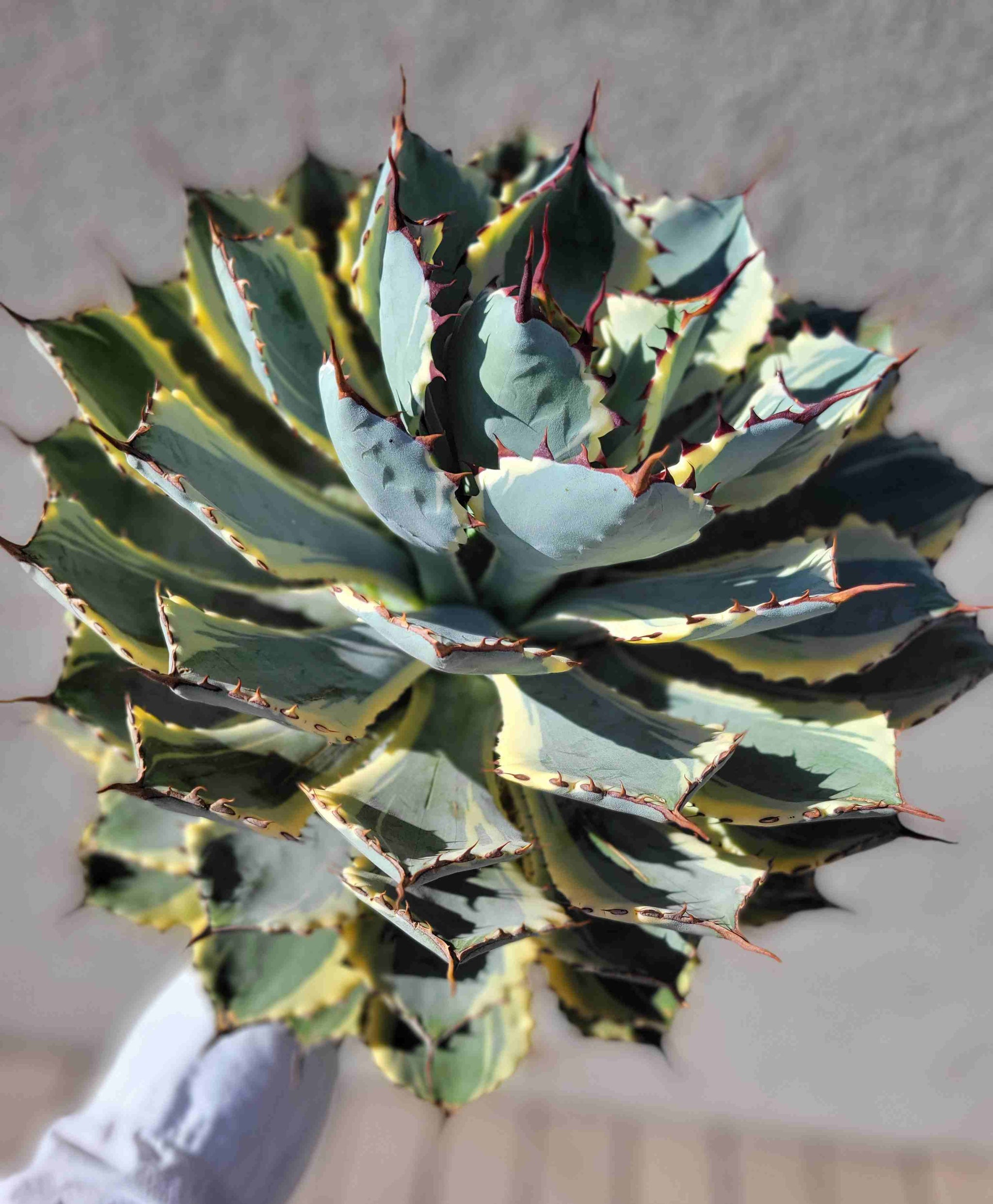 Agave x 'Kissho Kan' - Lucky Crown, Dwarf variegated butterfly