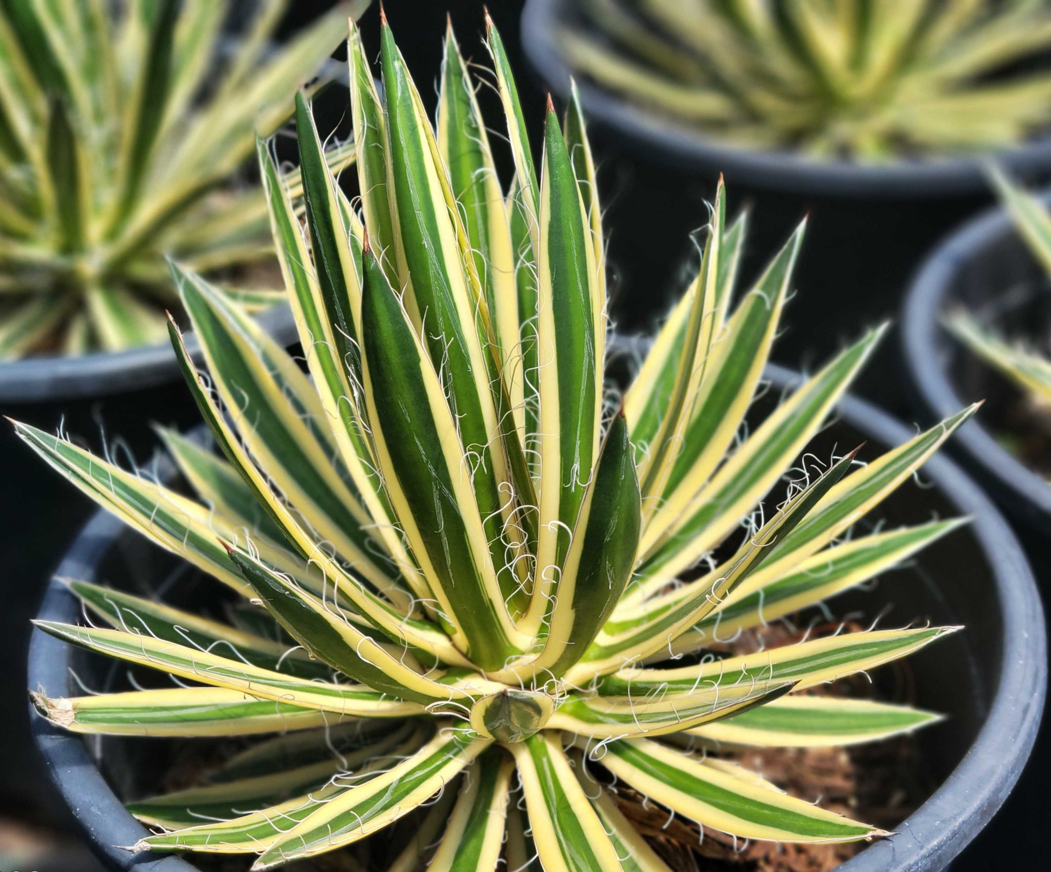 Agave Collection – Happy Valley Plants