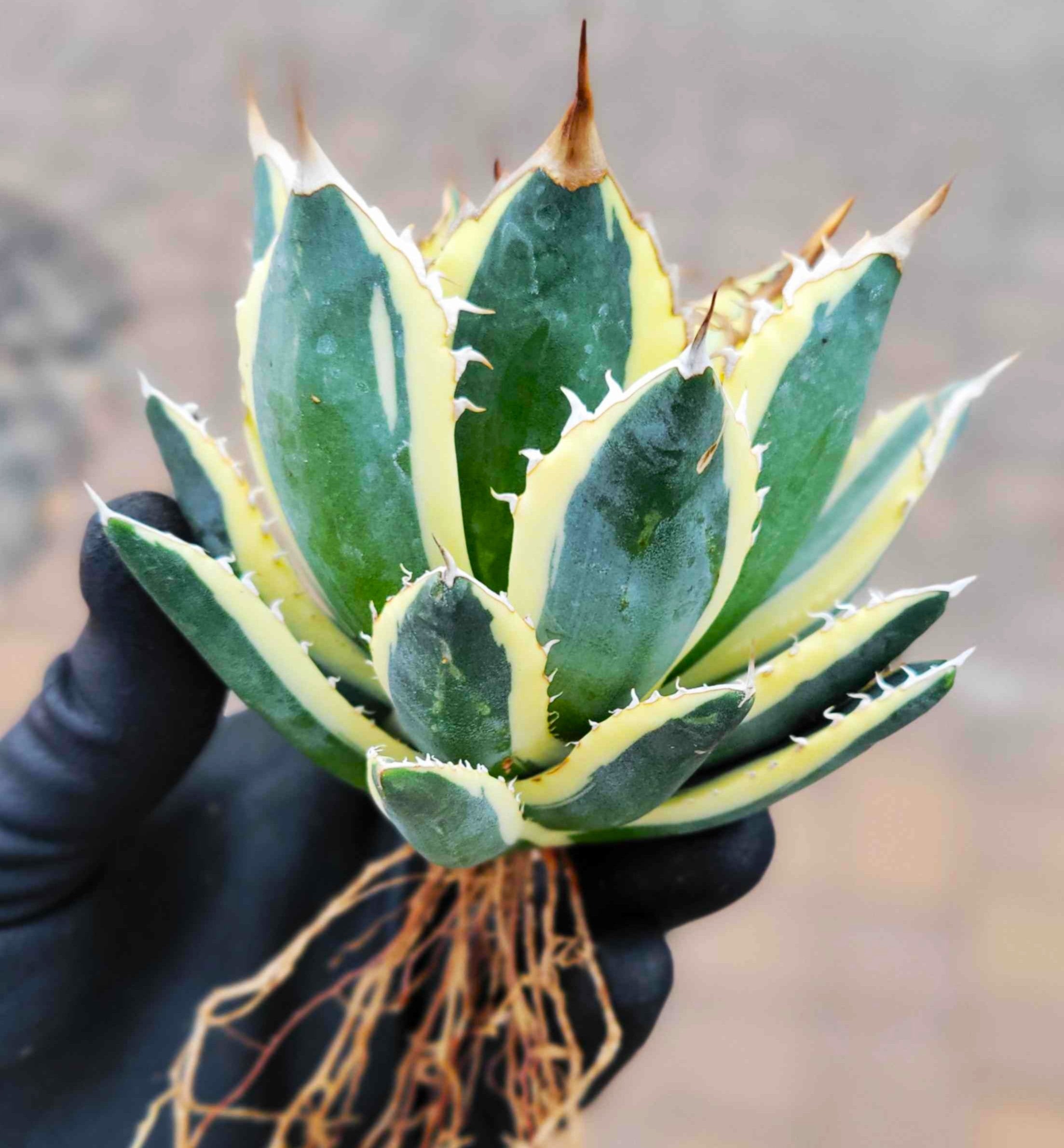 Agave titanota 'Snaggle Tooth' – Happy Valley Plants