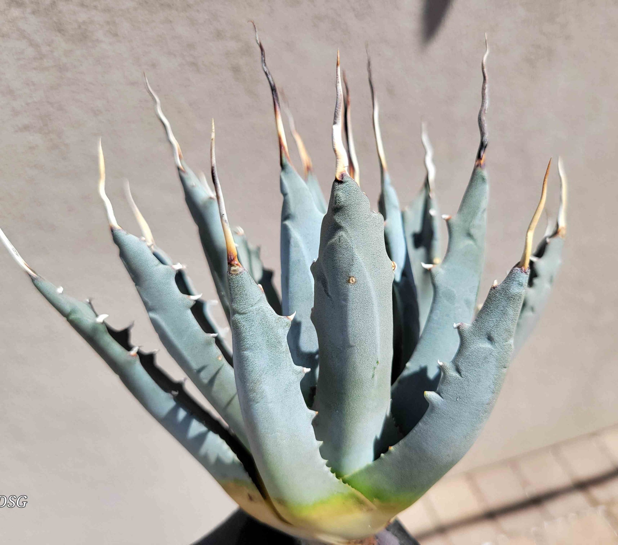 【eb0001】Agave utahensis var.eborispina Agave utahensis in habitat and in cultivation: guest post by