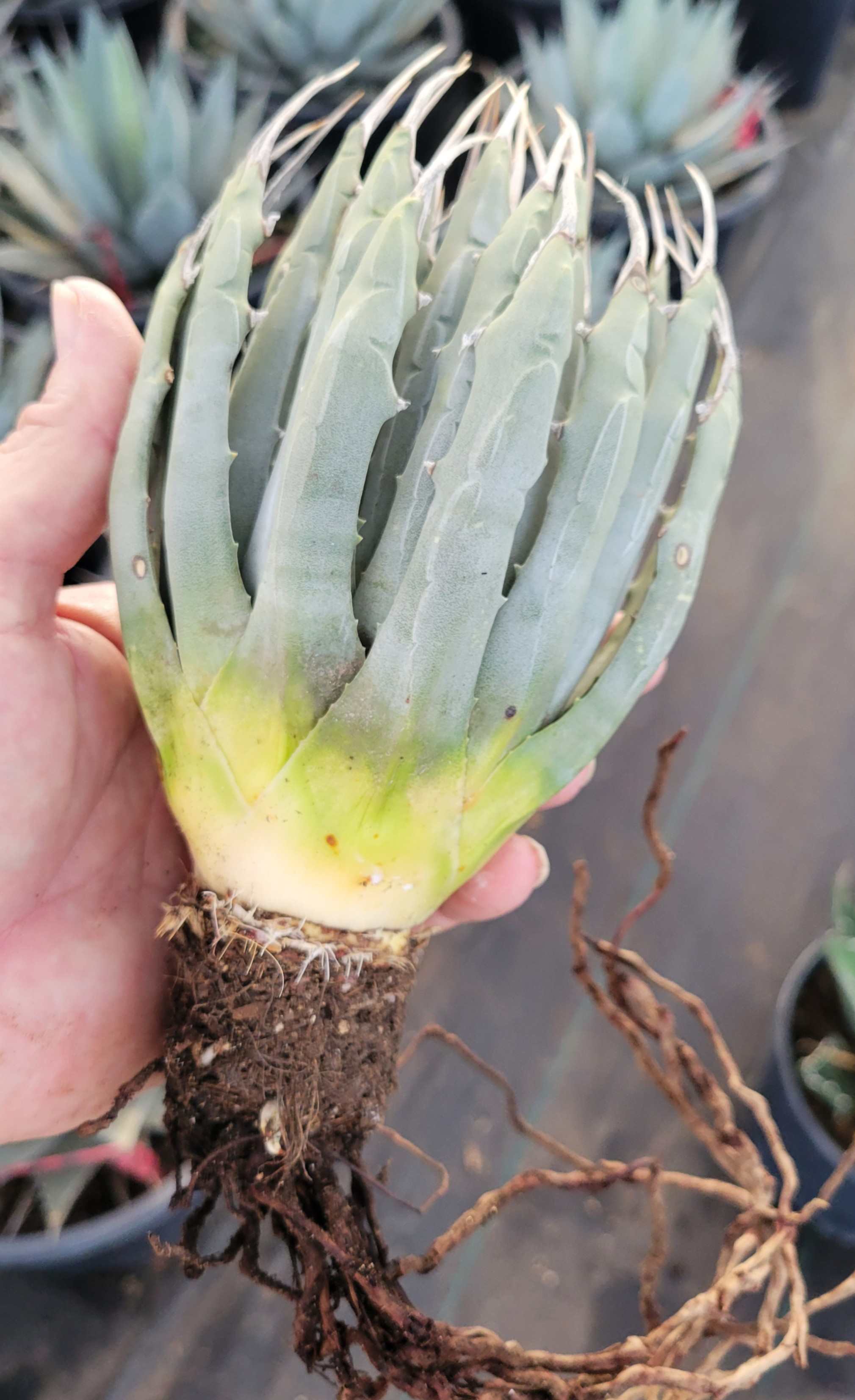 Agave utahensis v. eborispina - Utah Agave – Happy Valley Plants