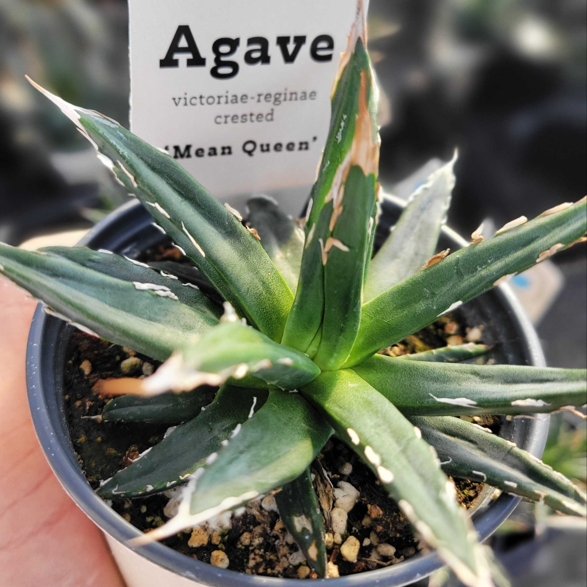 Agave victoriae-reginae crested - 'Mean Queen' – Happy Valley Plants