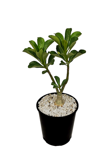 Full, high-angle view of Adenium obesum, showcasing its fleshy, bottle-shaped trunk and clusters of vibrant, trumpet-shaped flowers. The plant's branching structure is visible, and the dense foliage surrounds the colorful blooms.