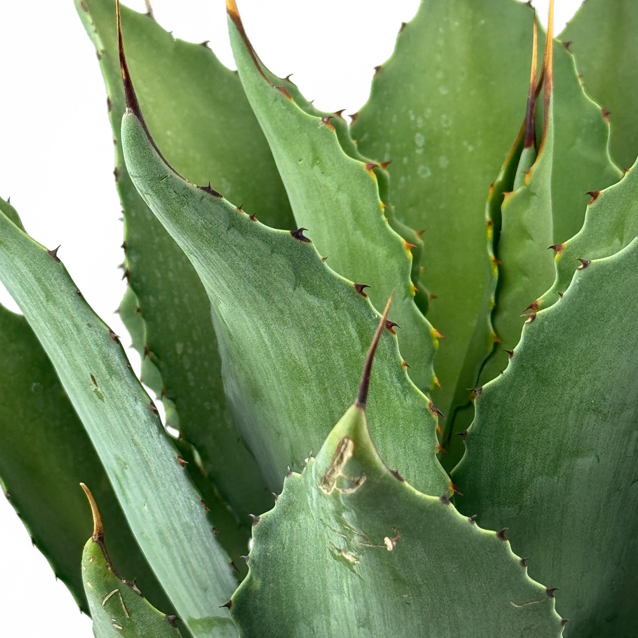 Agave congesta – Happy Valley Plants