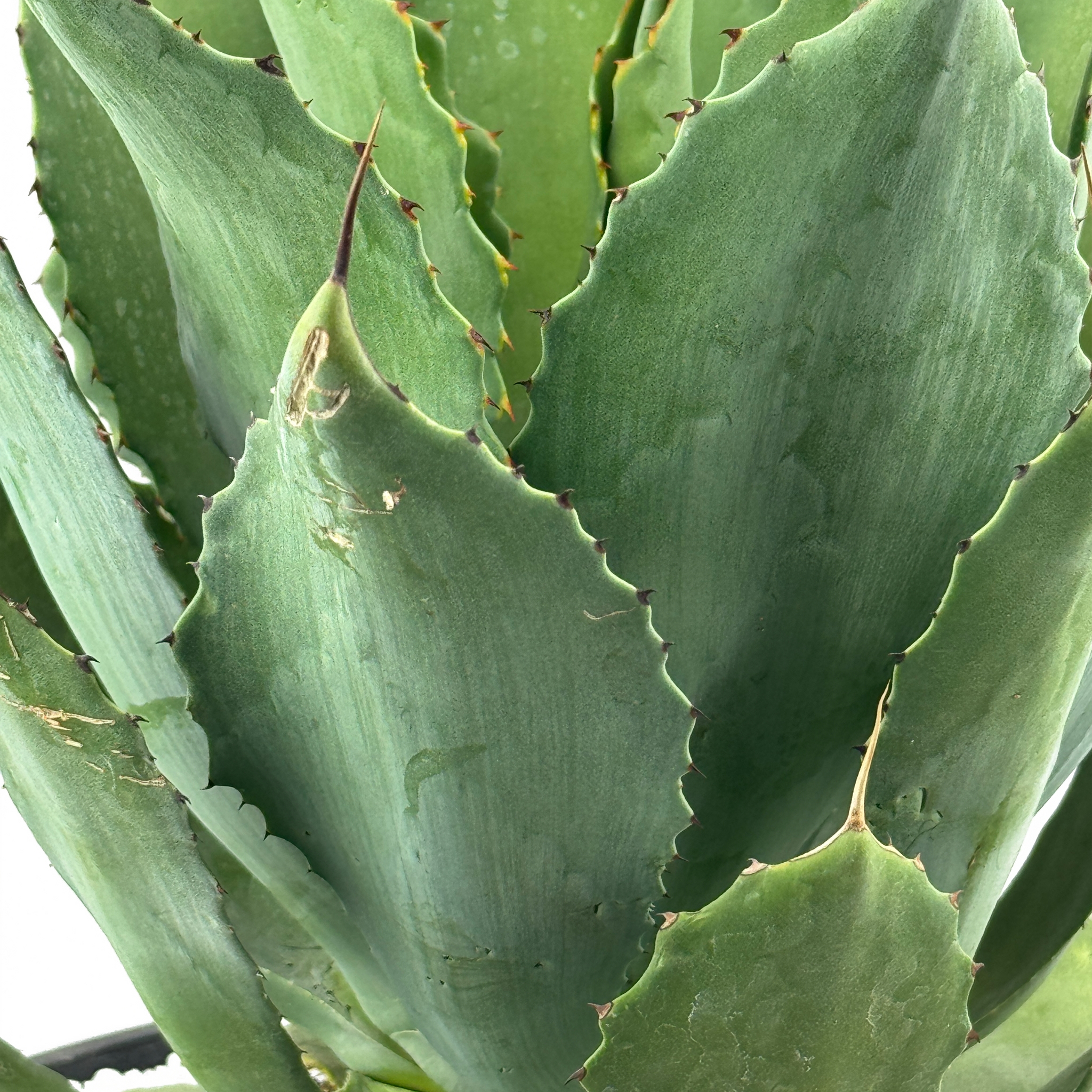 Agave congesta  Happy Valley Plants
