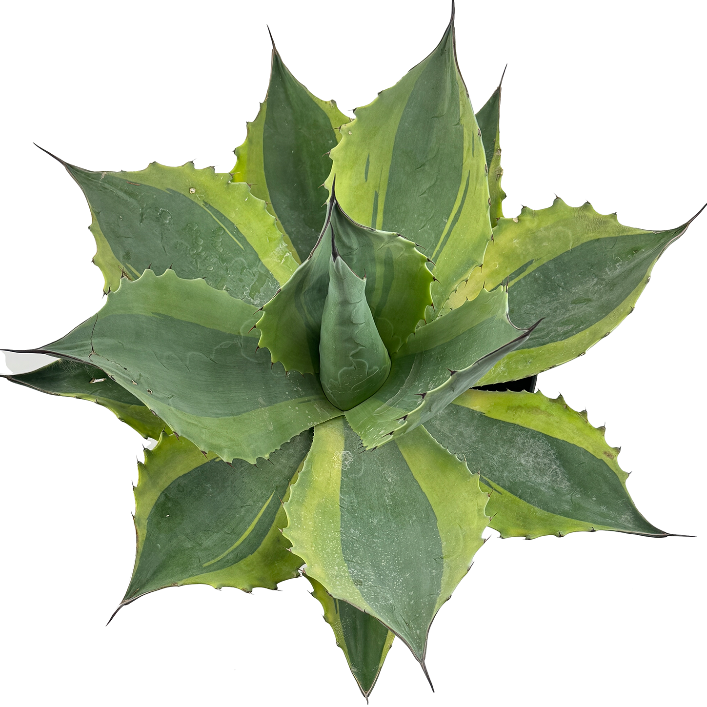 アガベ Agave ovatifolia variegated 'ORCA' 143 Learn about アガベ Agave ovatifolia variegated 'ORCA' 143 Learn about