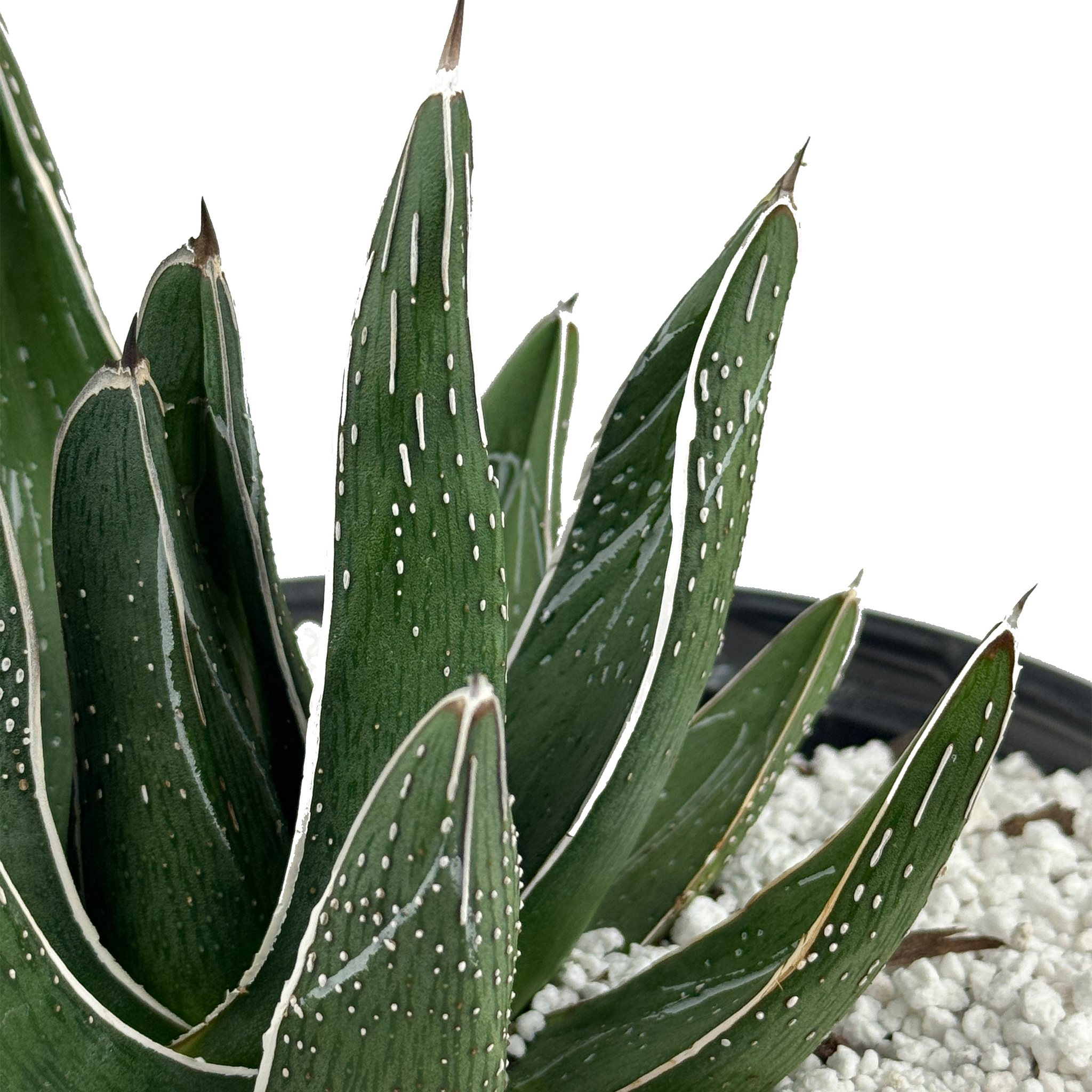 agave pintilla Agave pintilla
