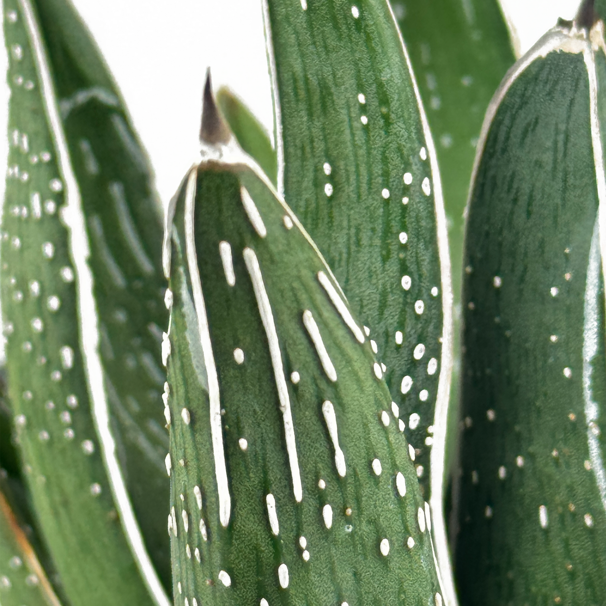Agave pintilla