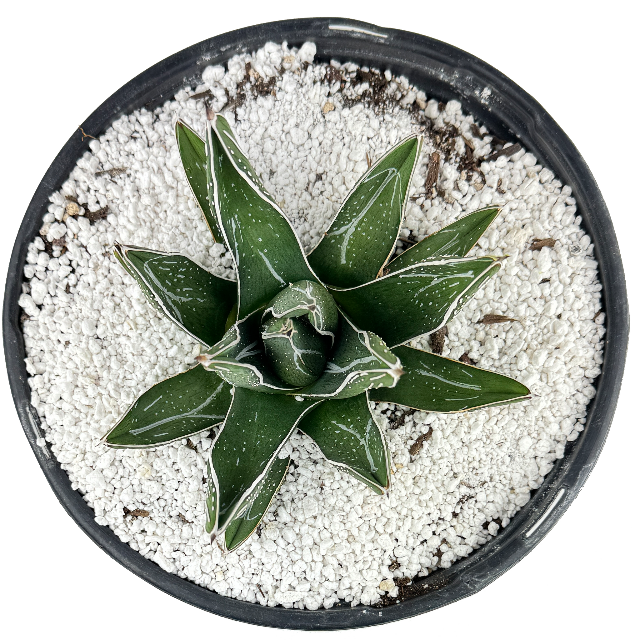 Agave pintilla