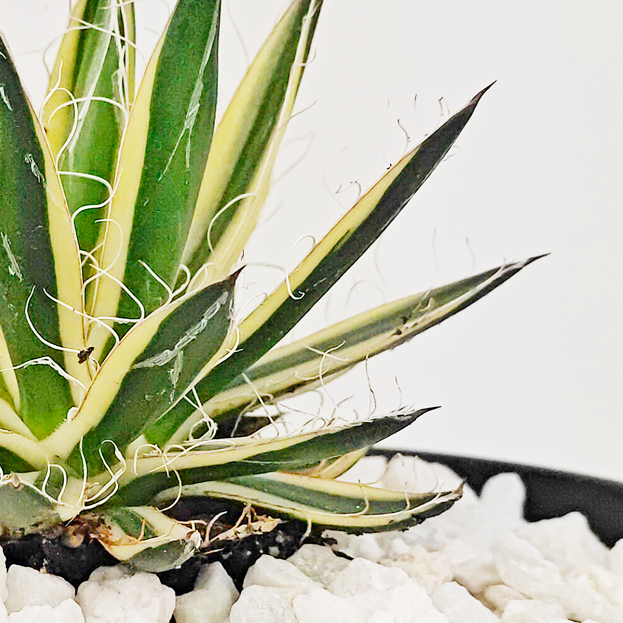 Agave schidigera 