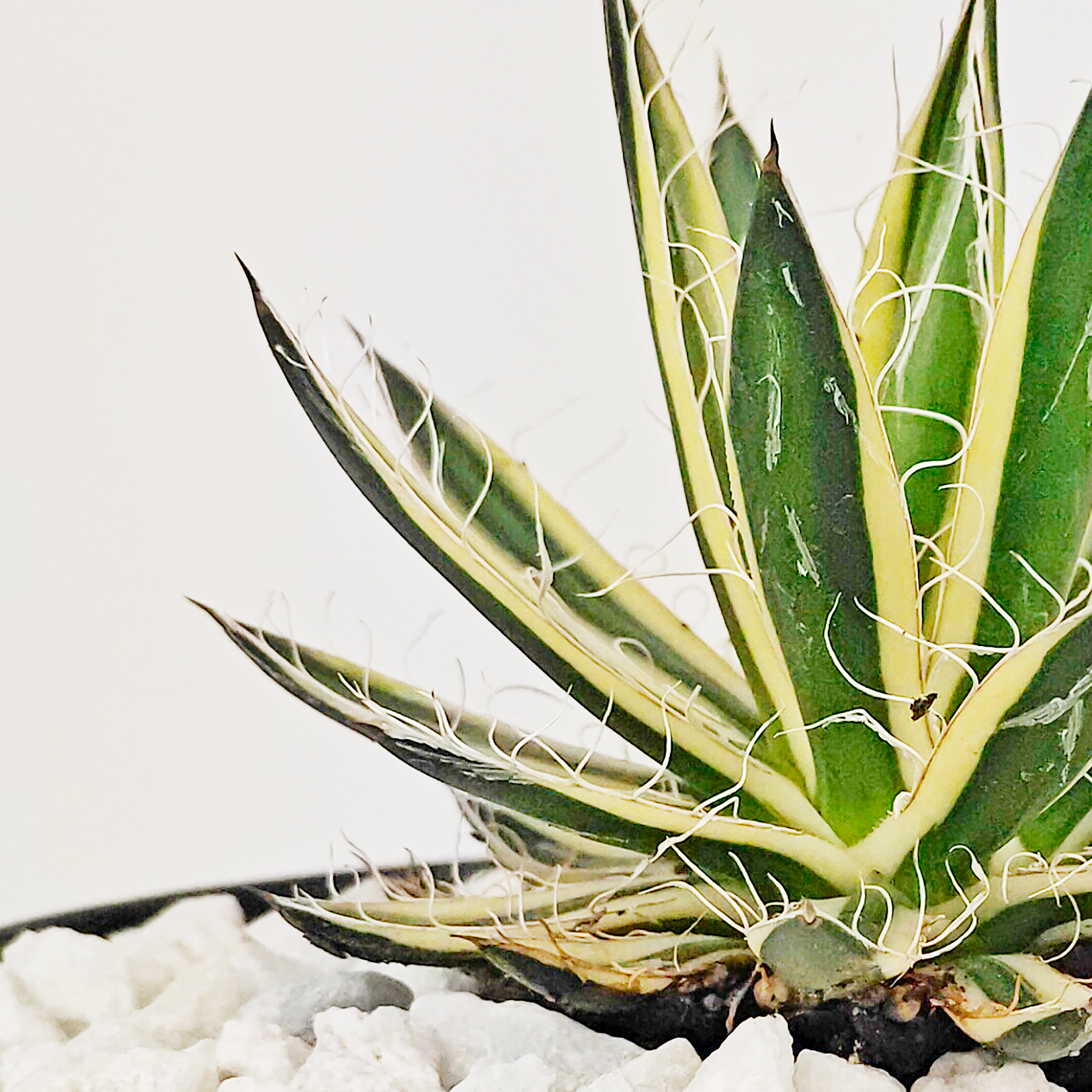 Agave schidigera 'Royal Flush' 17