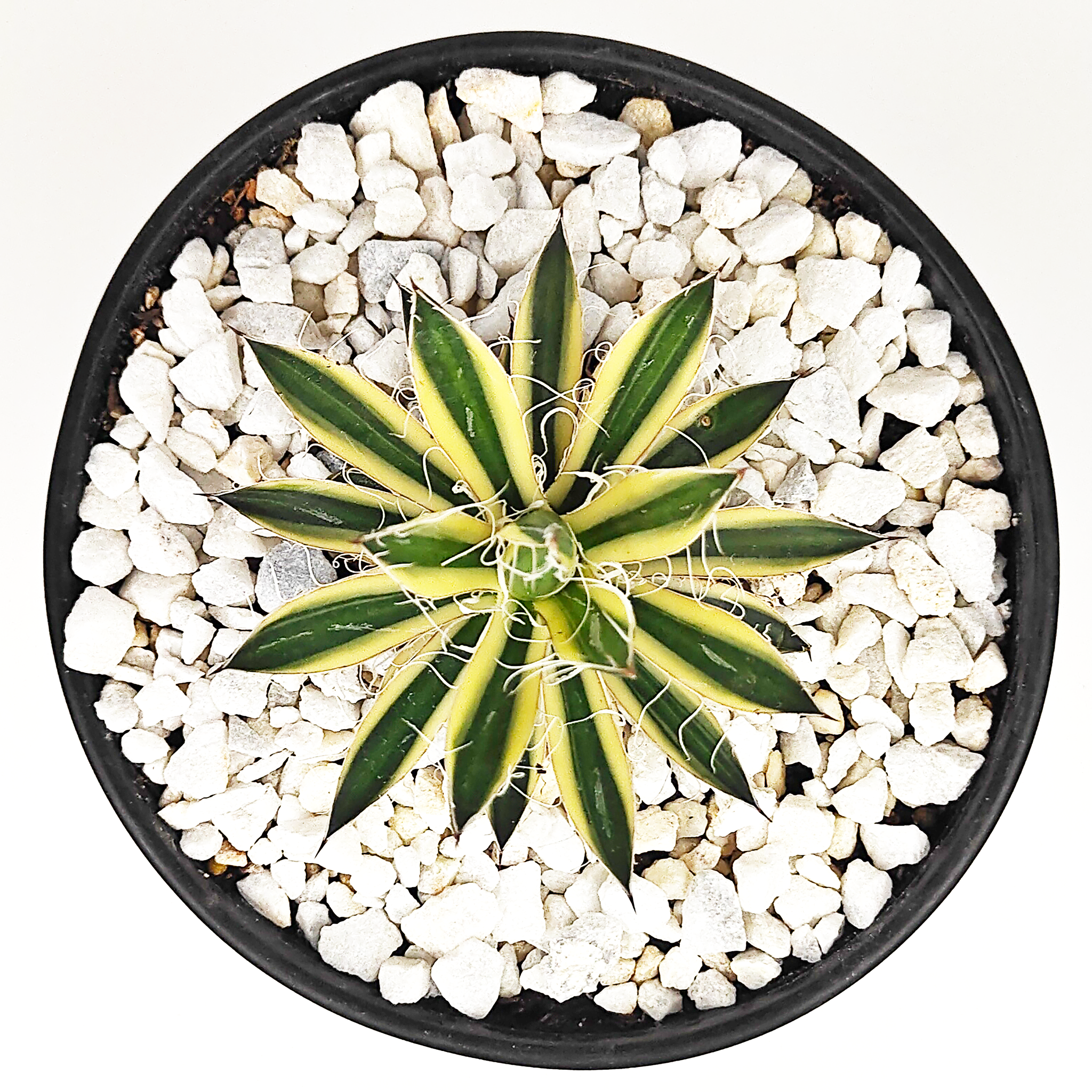 Agave schidigera 'Royal Flush' – Happy Valley Plants Agave schidigera 'Royal Flush' – Happy Valley Plants