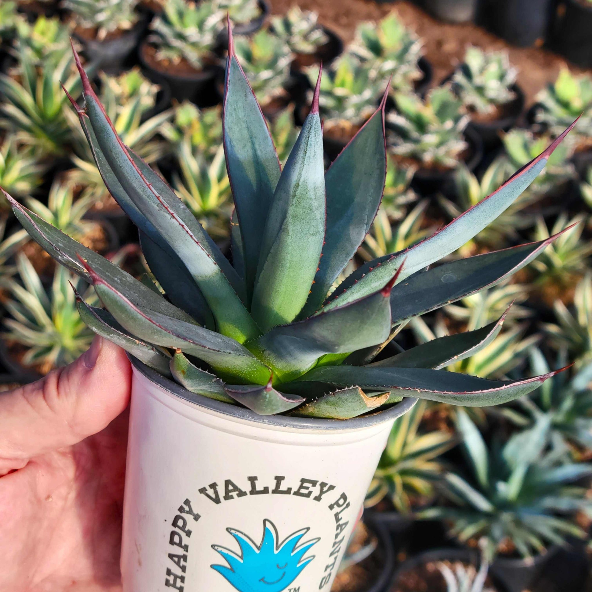 Agave x 'Blue Ember' – Happy Valley Plants