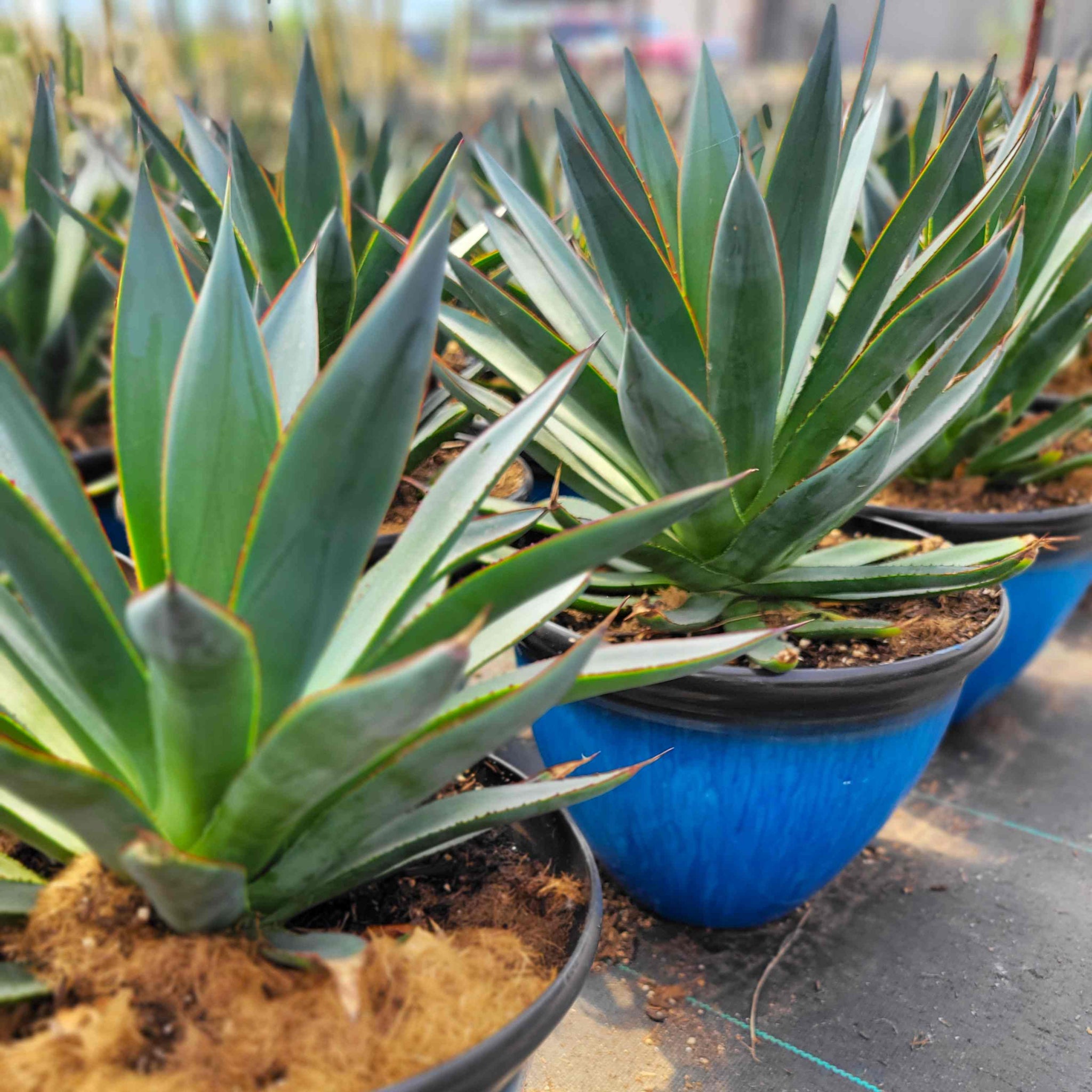 Agave x 'Blue Glow' – Happy Valley Plants