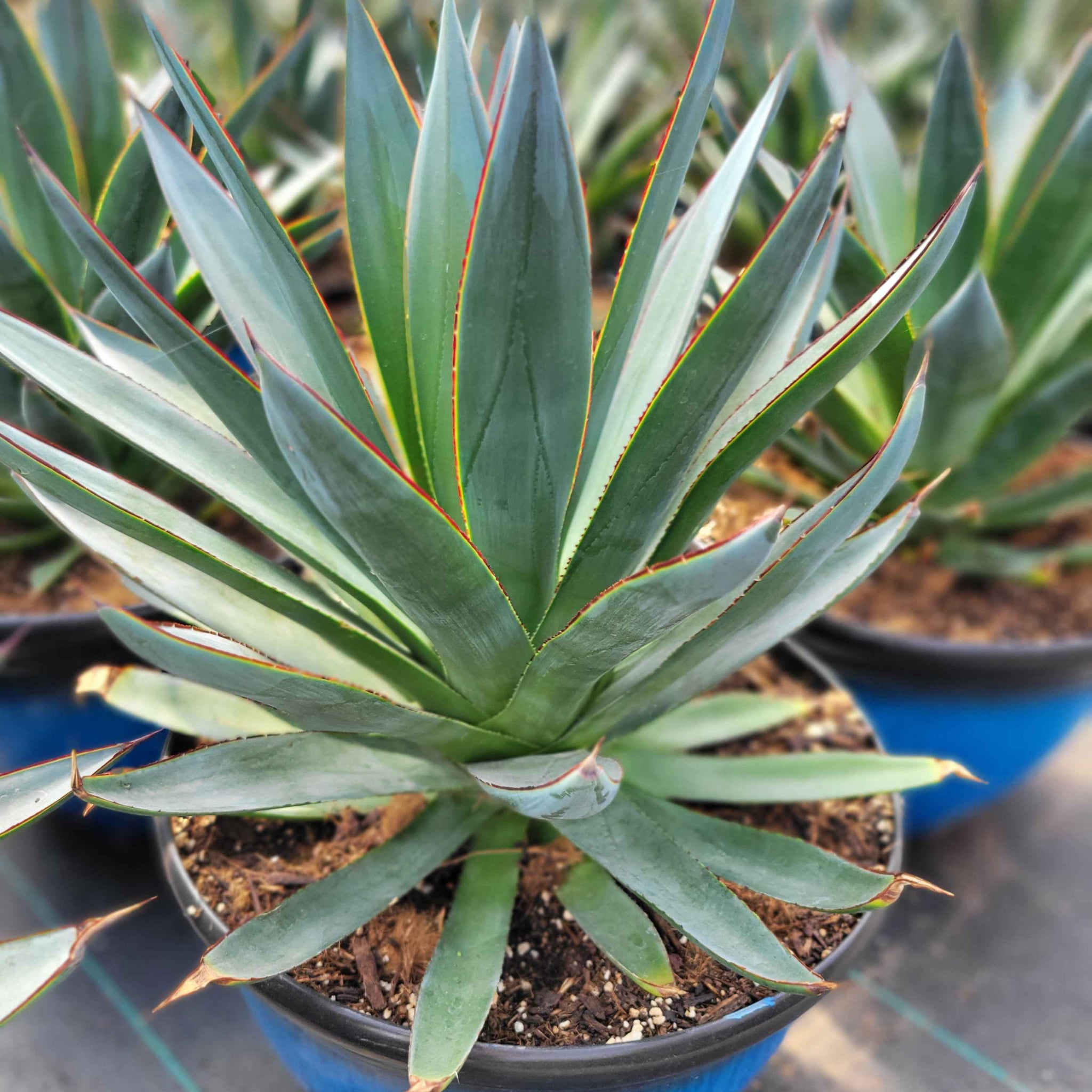アガベ Agave ' Glow' 267 Agave x 'Blue Glow' – Happy Valley Plants