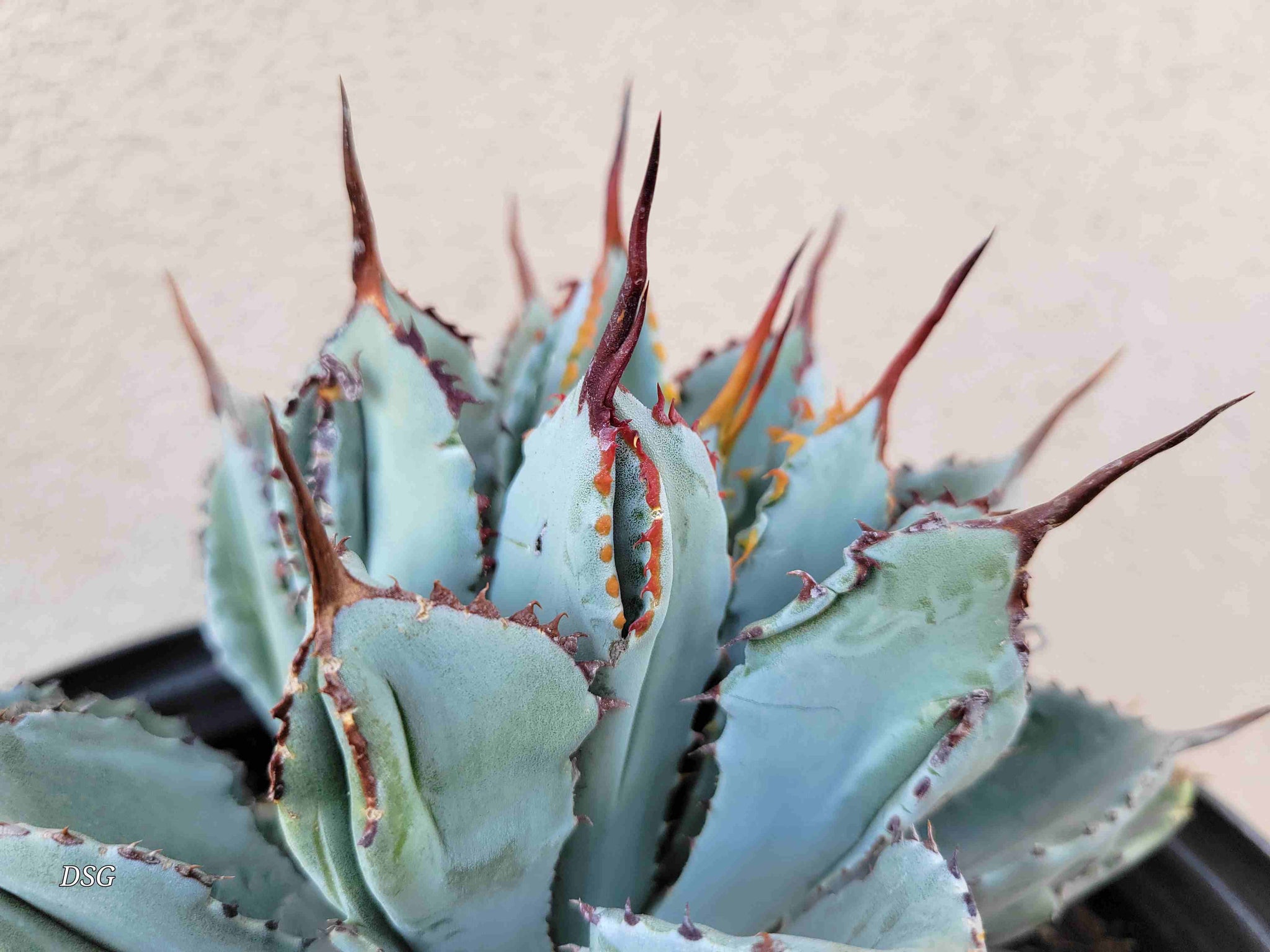 Agave potatorum 'Cubic' – Happy Valley Plants
