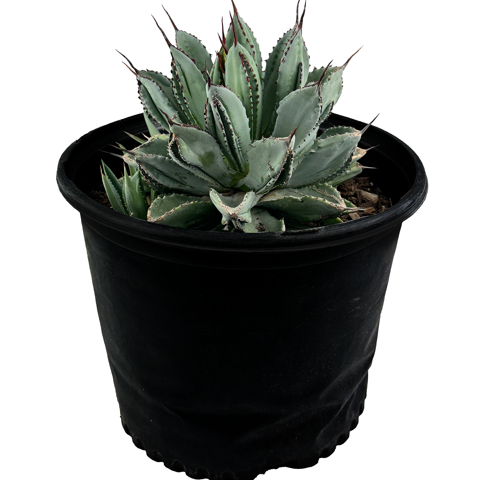 Agave potatorum✖️macroacantha【hybrid】　233 Agave potatorum 'Cubic' – Happy Valley Plants