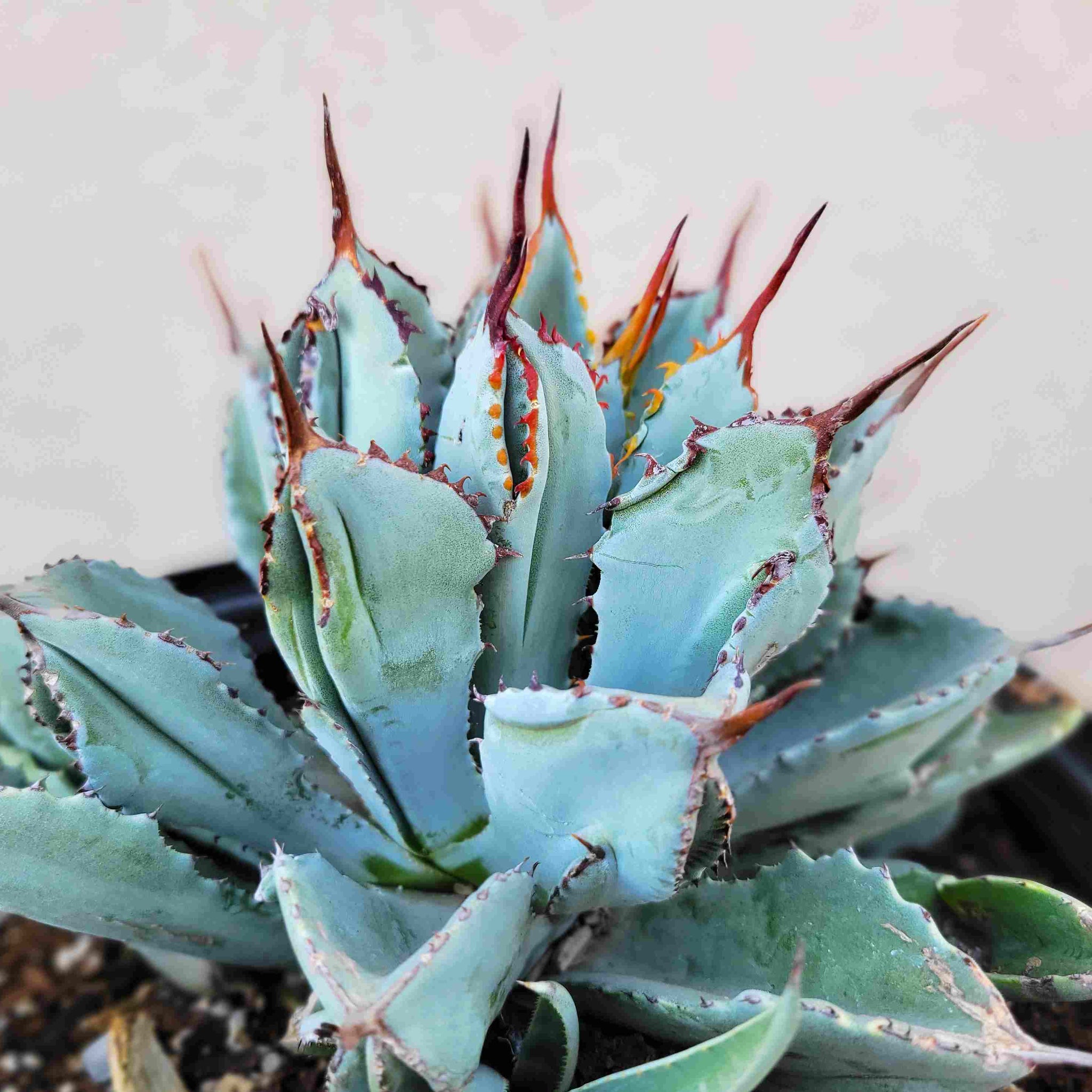 Agave potatorum 'Cubic' – Happy Valley Plants