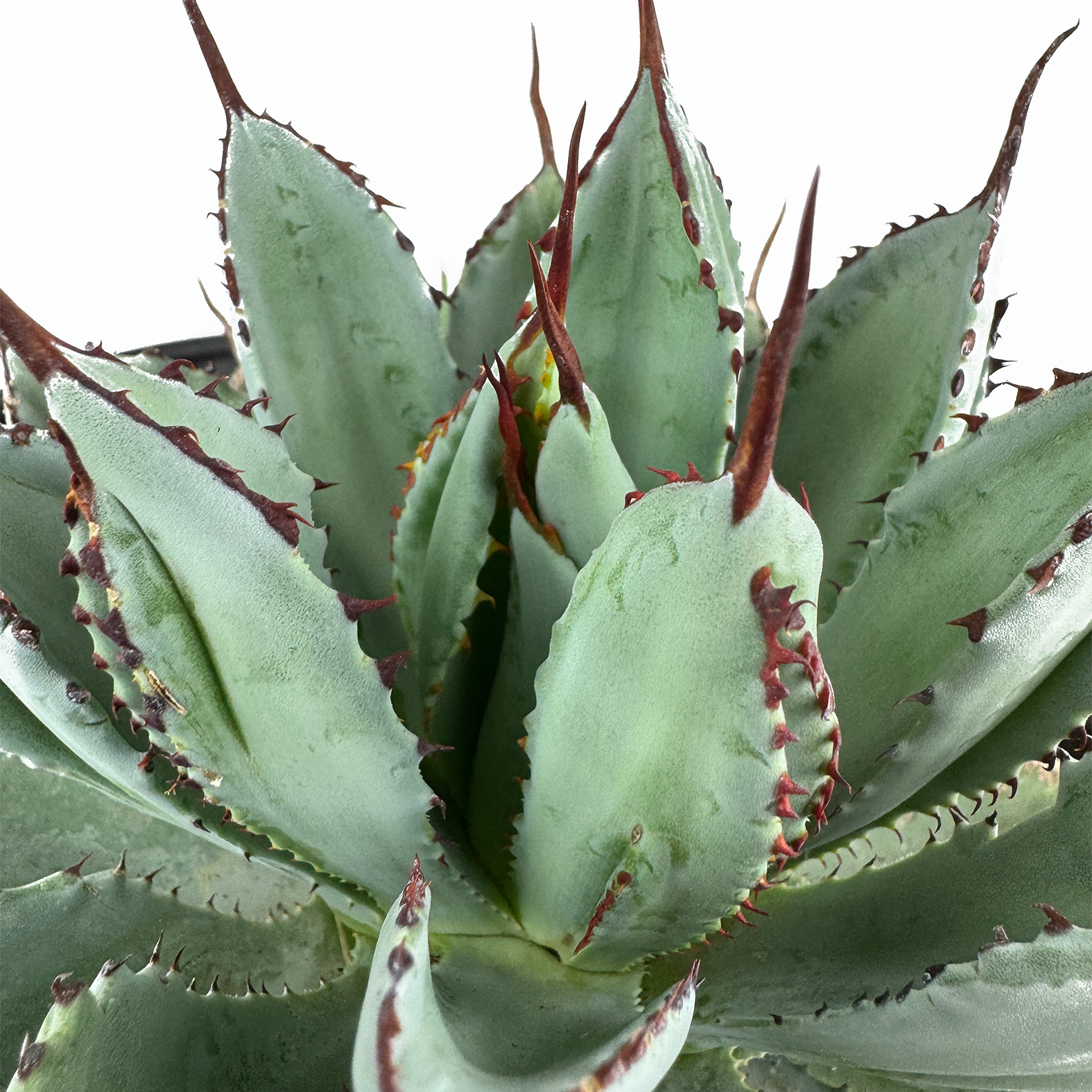 多肉植物　発根済み　「Agave potatorum 'Cubic'」 多肉植物 発根済み 「Agave potatorum 'Cubic'」 多肉植物 発根済み