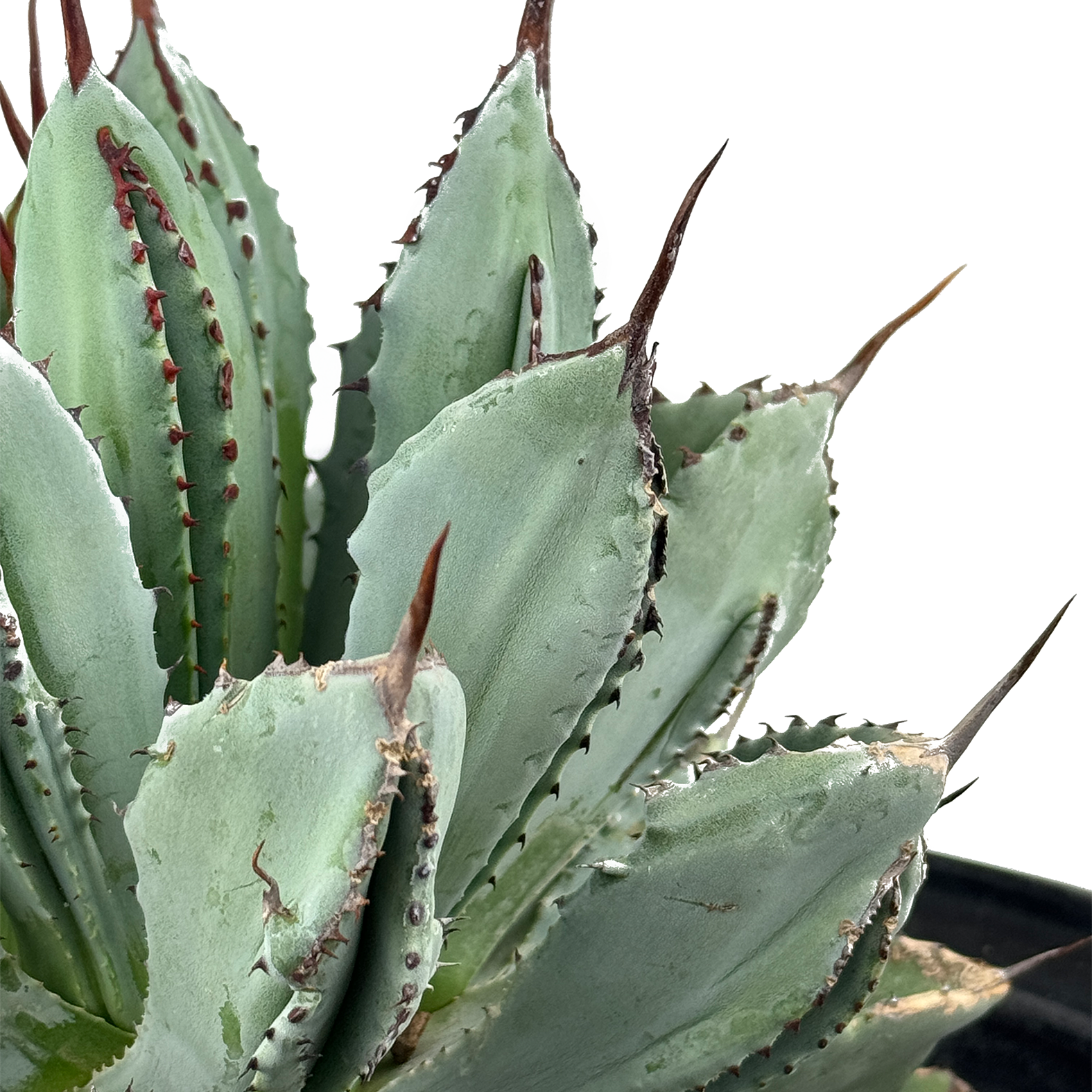 Agave potatorum 'Cubic' – Happy Valley Plants