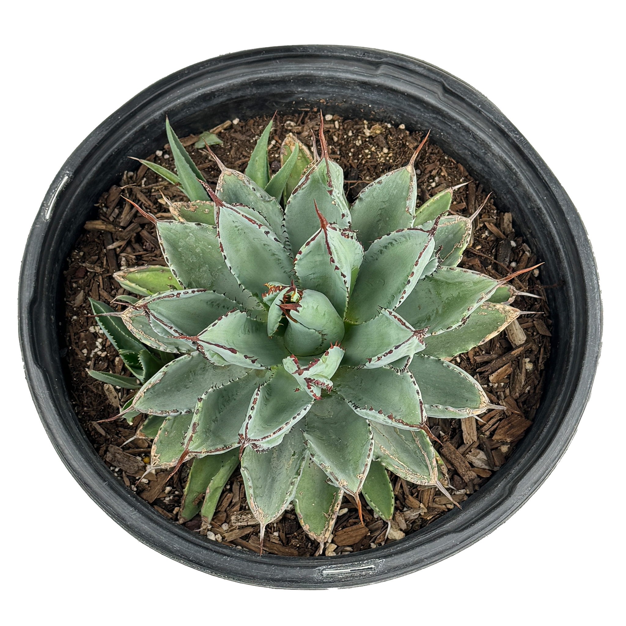 Agave potatorum✖️macroacantha【hybrid】　233 Agave potatorum 'Cubic' – Happy Valley Plants