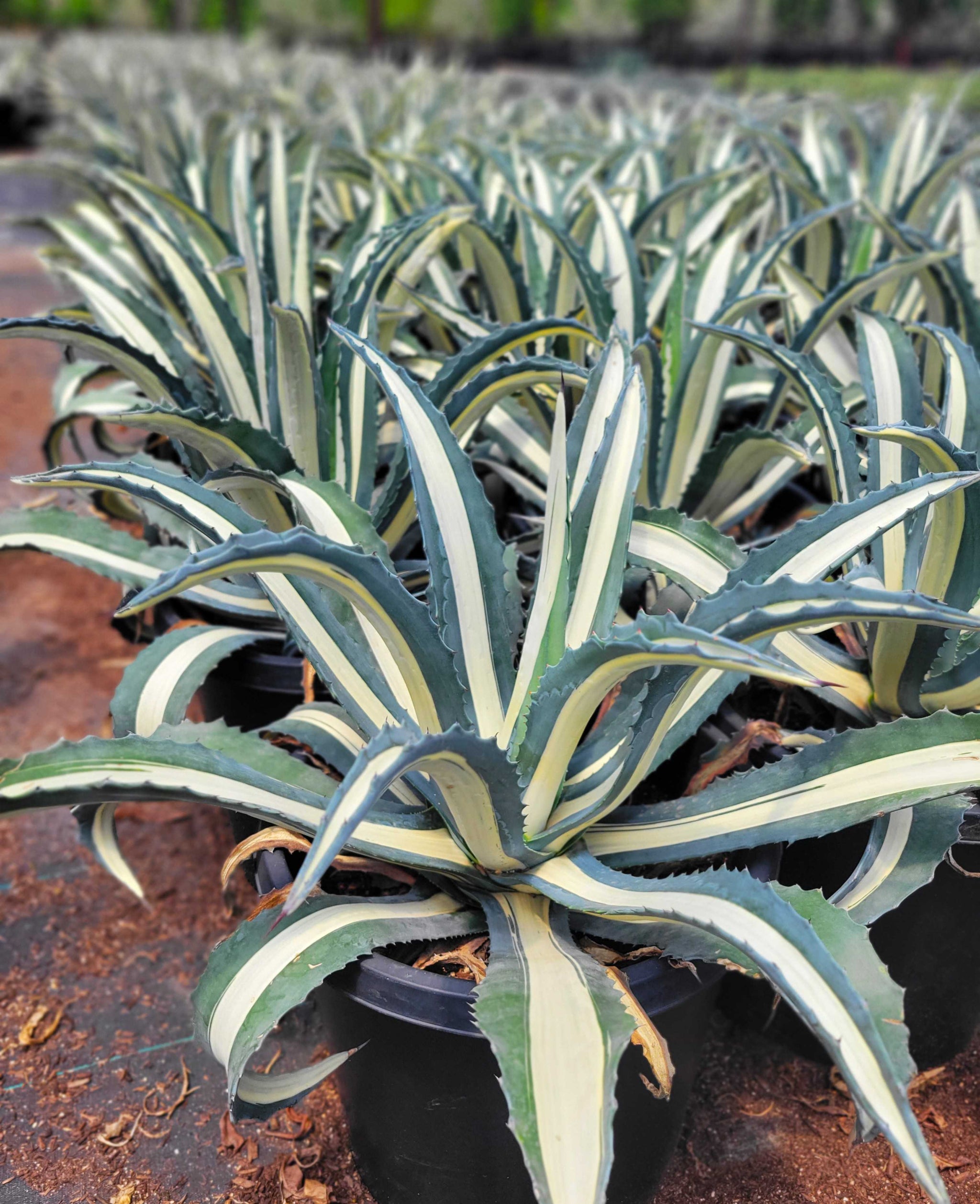 agave alba Agave a. medio-picta 'alba'