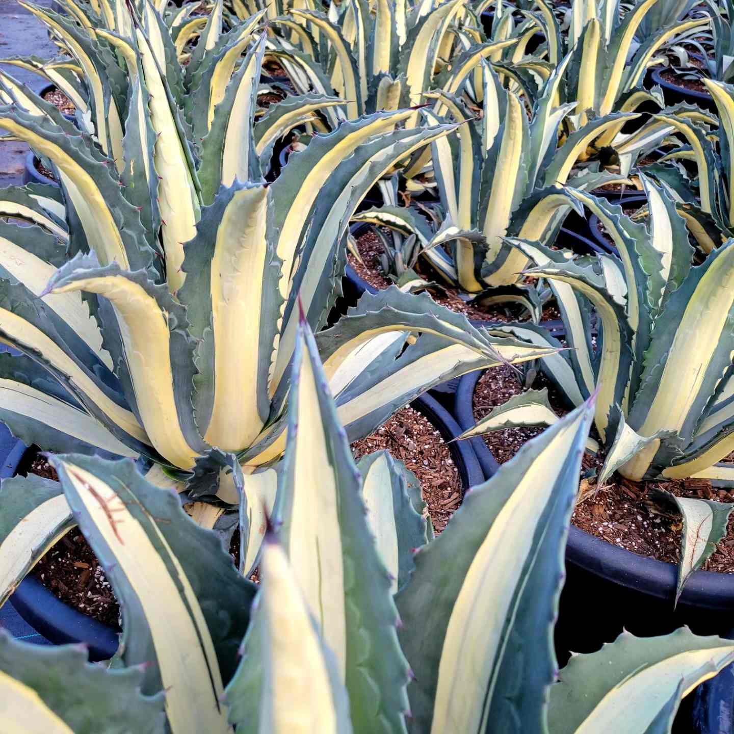 Agave a. medio-picta 'alba'