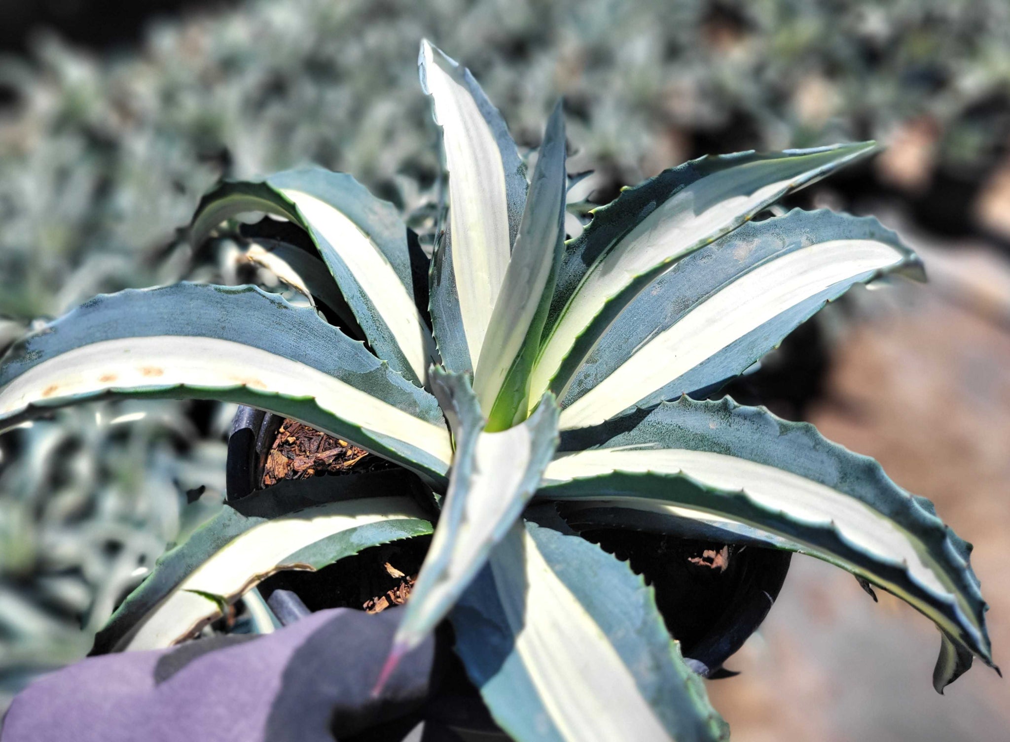 Agave a. medio-picta 'alba'