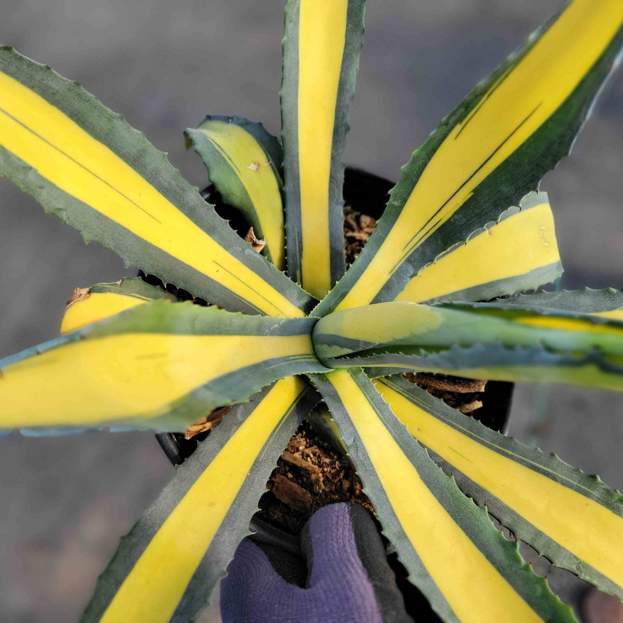 Agave americana medio-picta 'Gold' – Happy Valley Plants