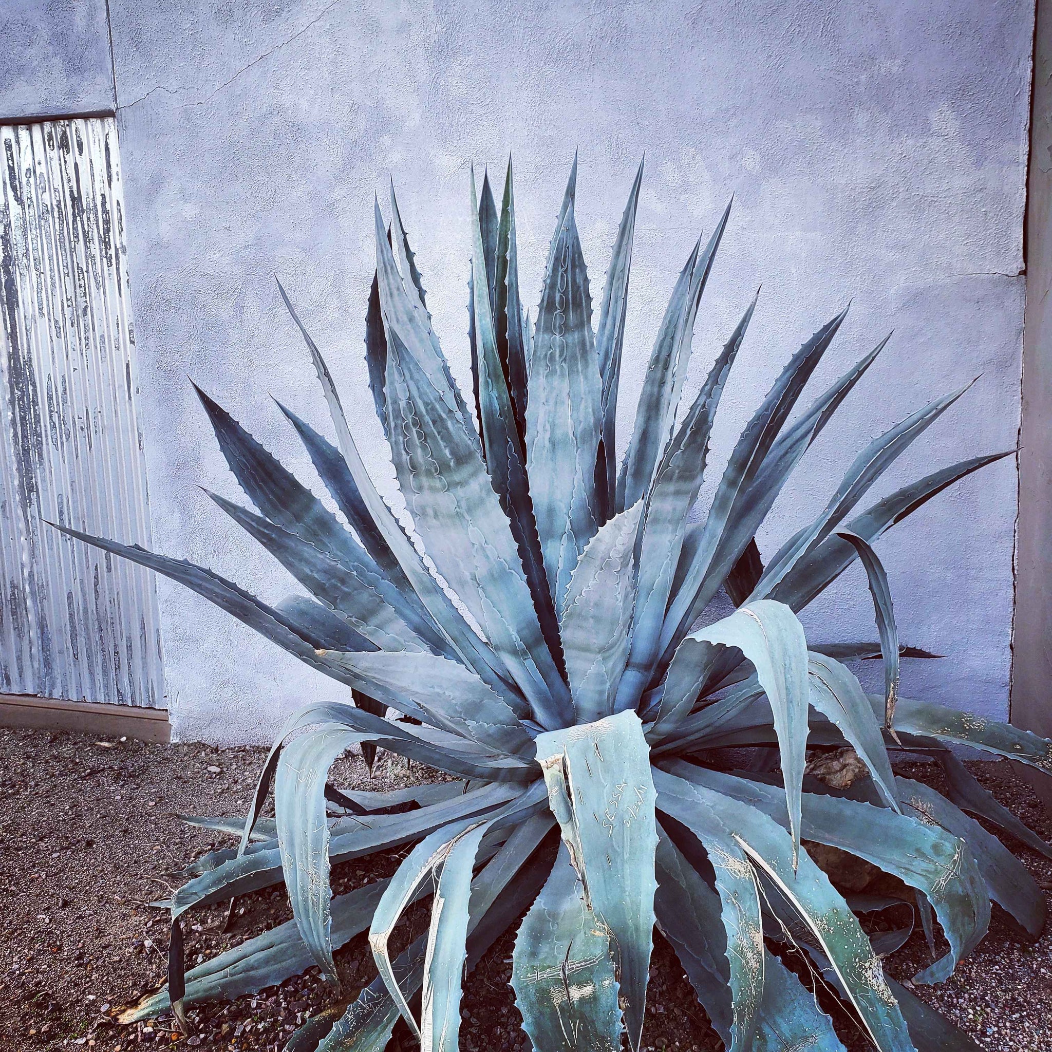 Agave americana - Century Plant – Happy Valley Plants