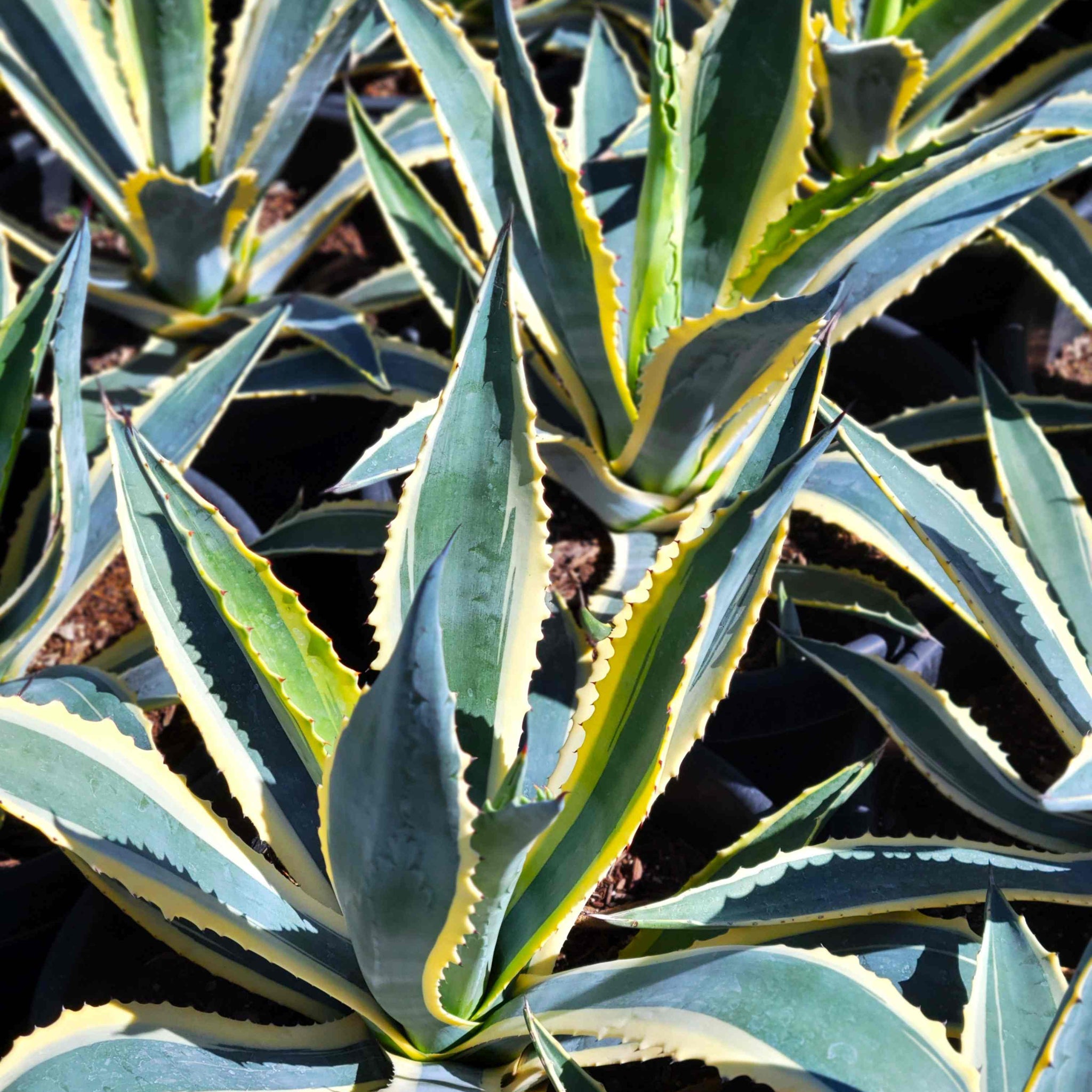 Agave americana marginata - Century Plant Variegated – Happy