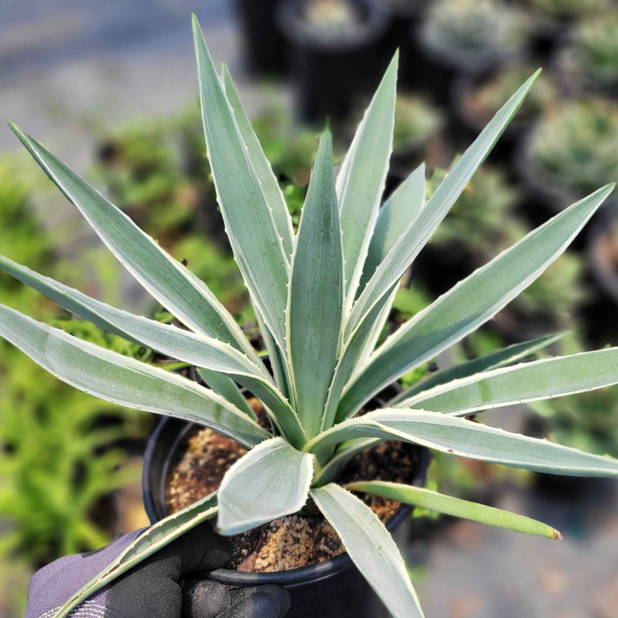 Agave angustifolia v. marginata - Narrow Leaf Agave – Happy Valley