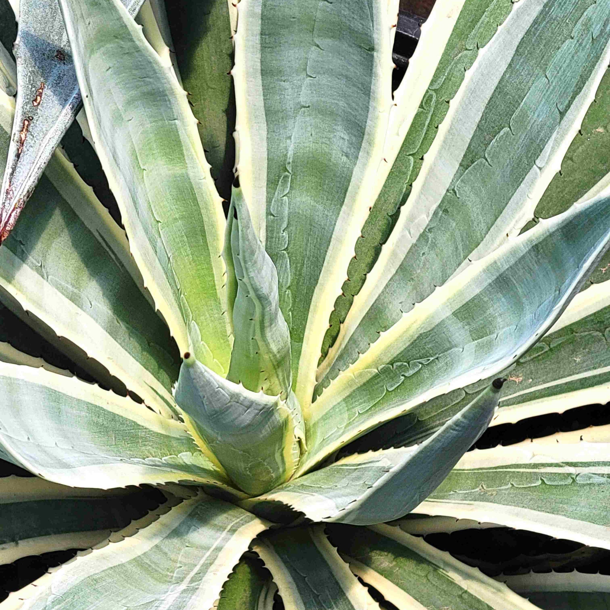 Agave angustifolia v. marginata
