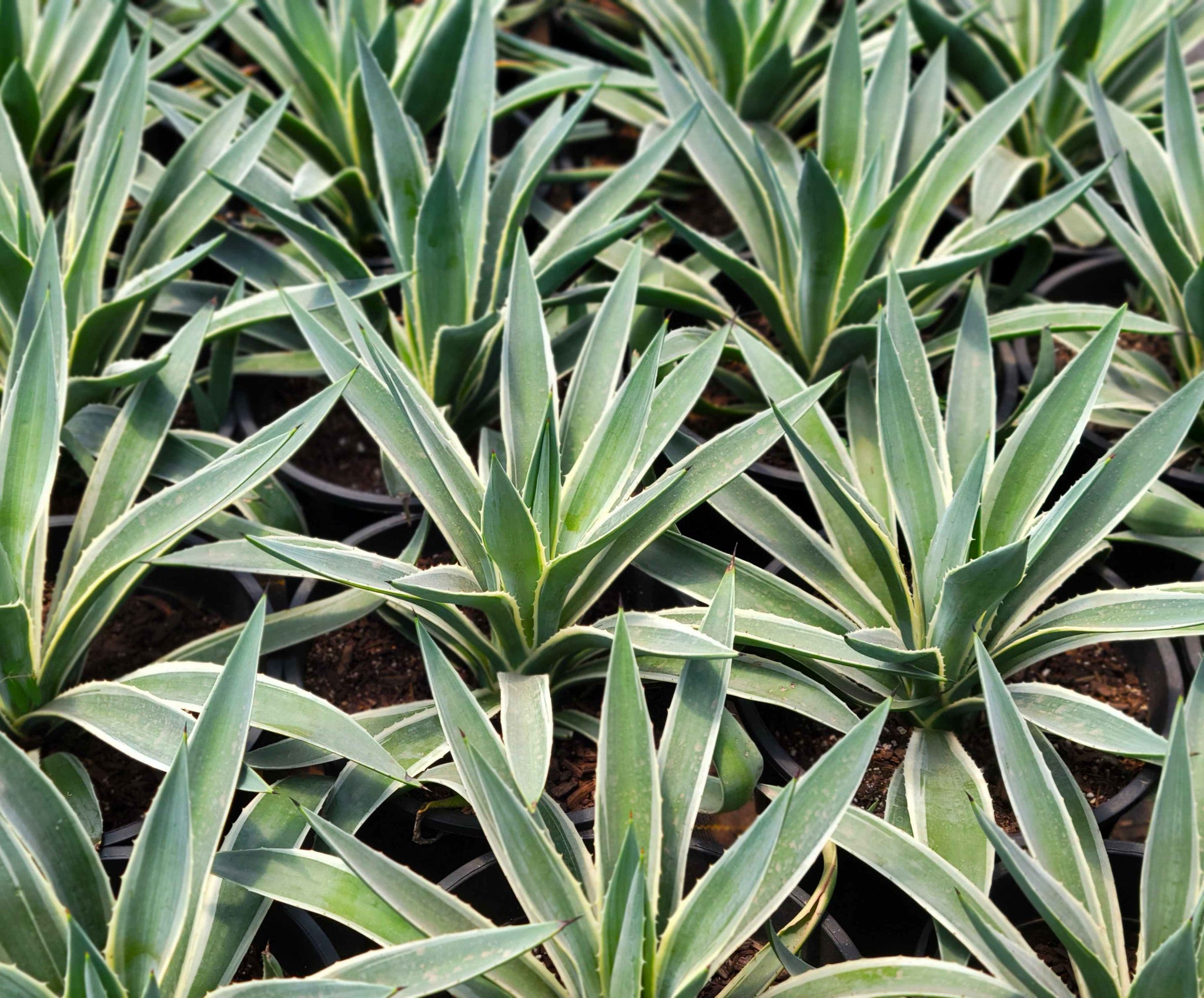 Agave angustifolia v. marginata - Narrow Leaf Agave – Happy Valley