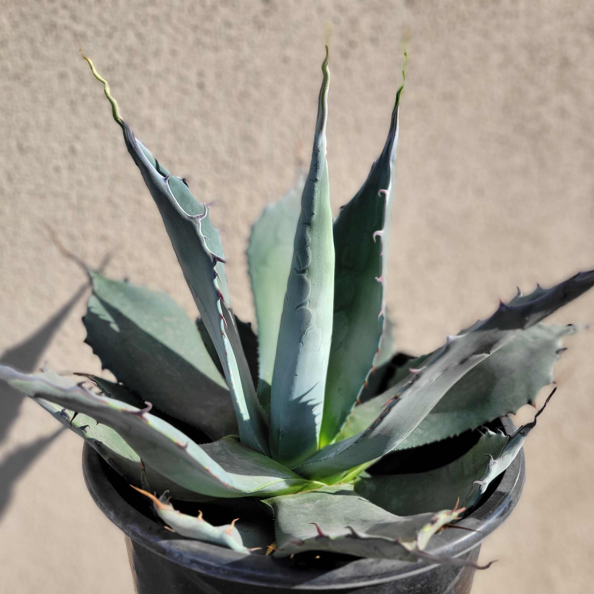 Agave applanata