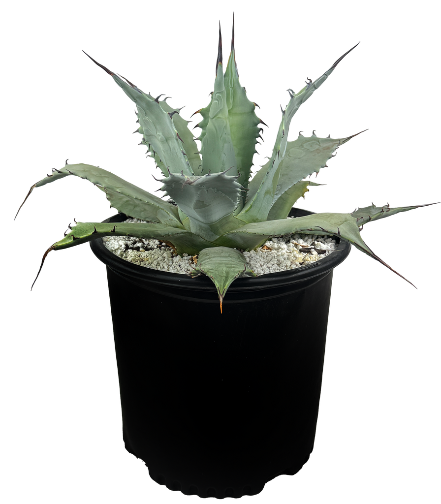 Agave Collection – Happy Valley Plants