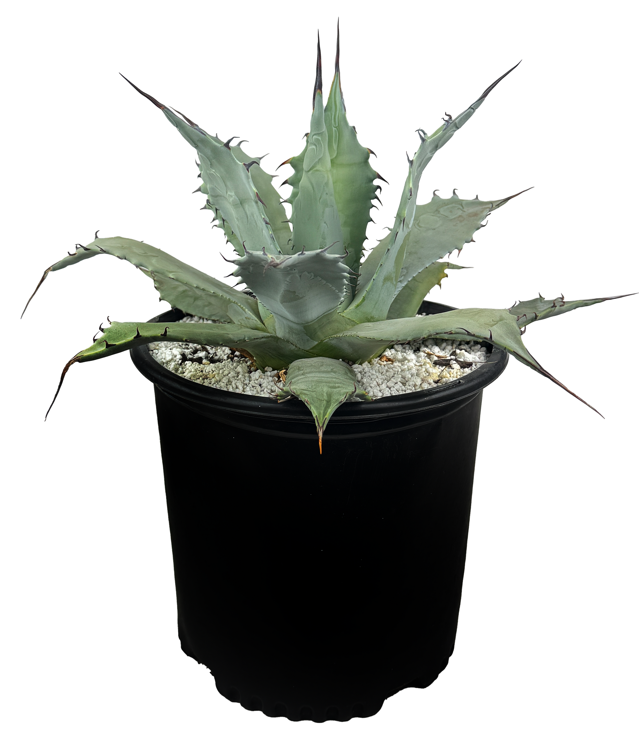 maguey agave Agave applanata